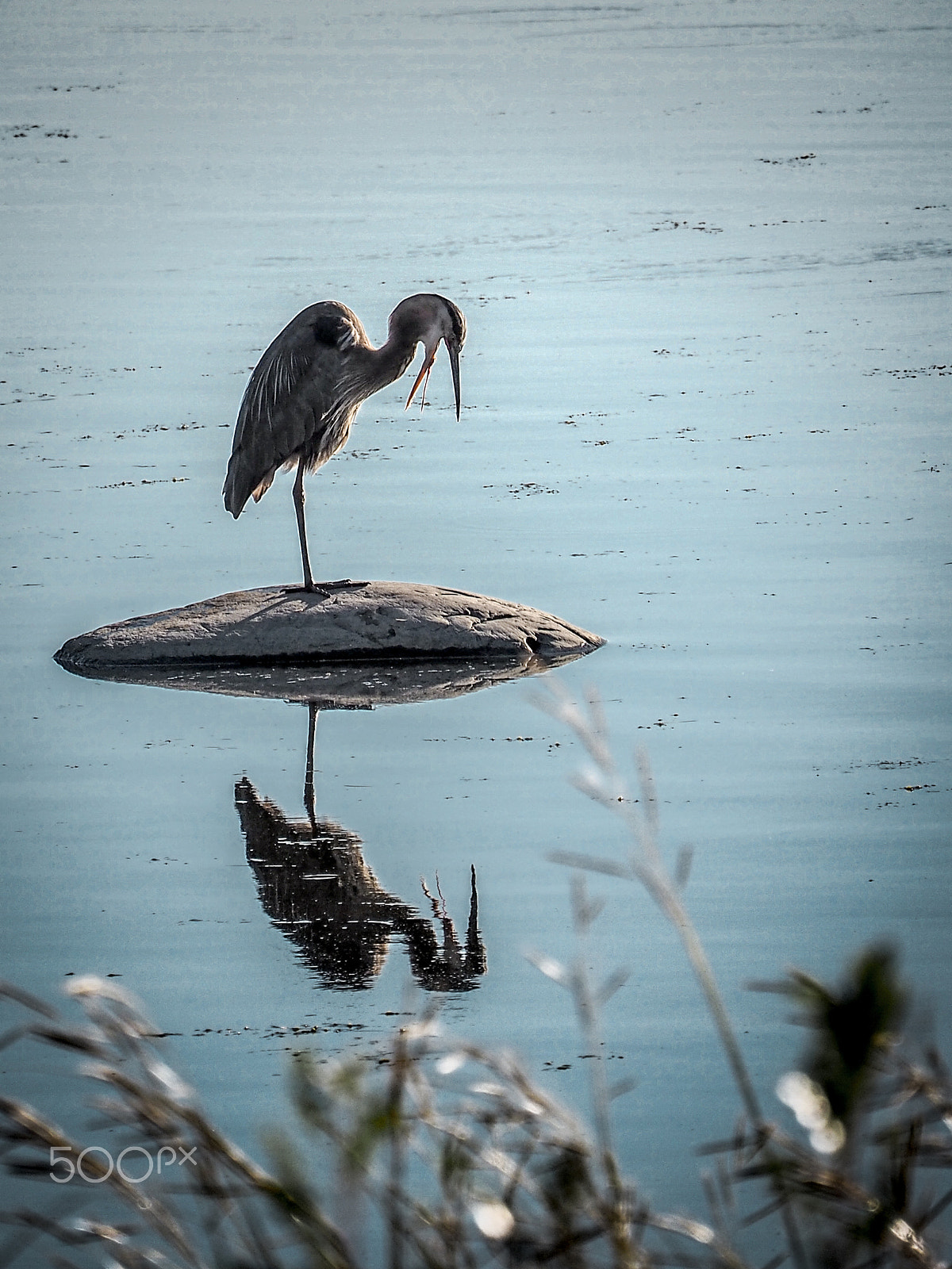 Olympus OM-D E-M1 sample photo. White canadian heron photography