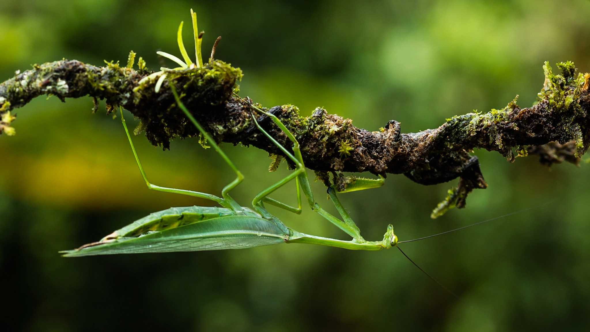 Canon EF 100mm F2.8 Macro USM sample photo. Mantide photography