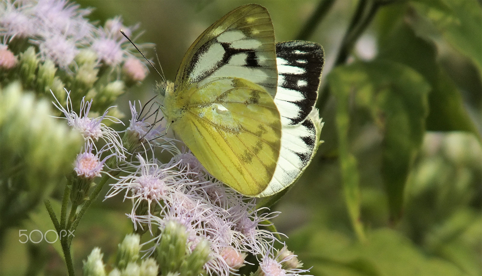 Fujifilm FinePix HS28EXR sample photo. Butterfly photography