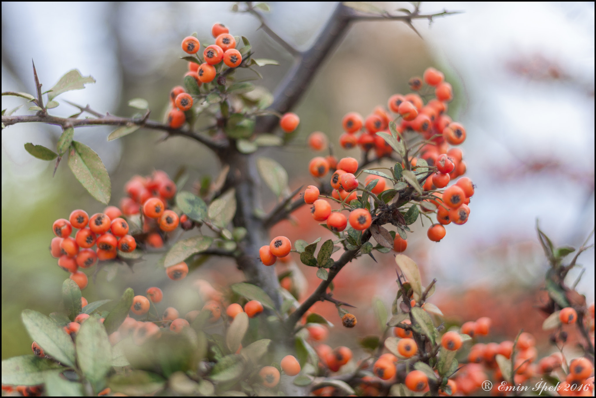 Canon EOS 40D + Canon EF 50mm F1.8 STM sample photo. Rowan photography