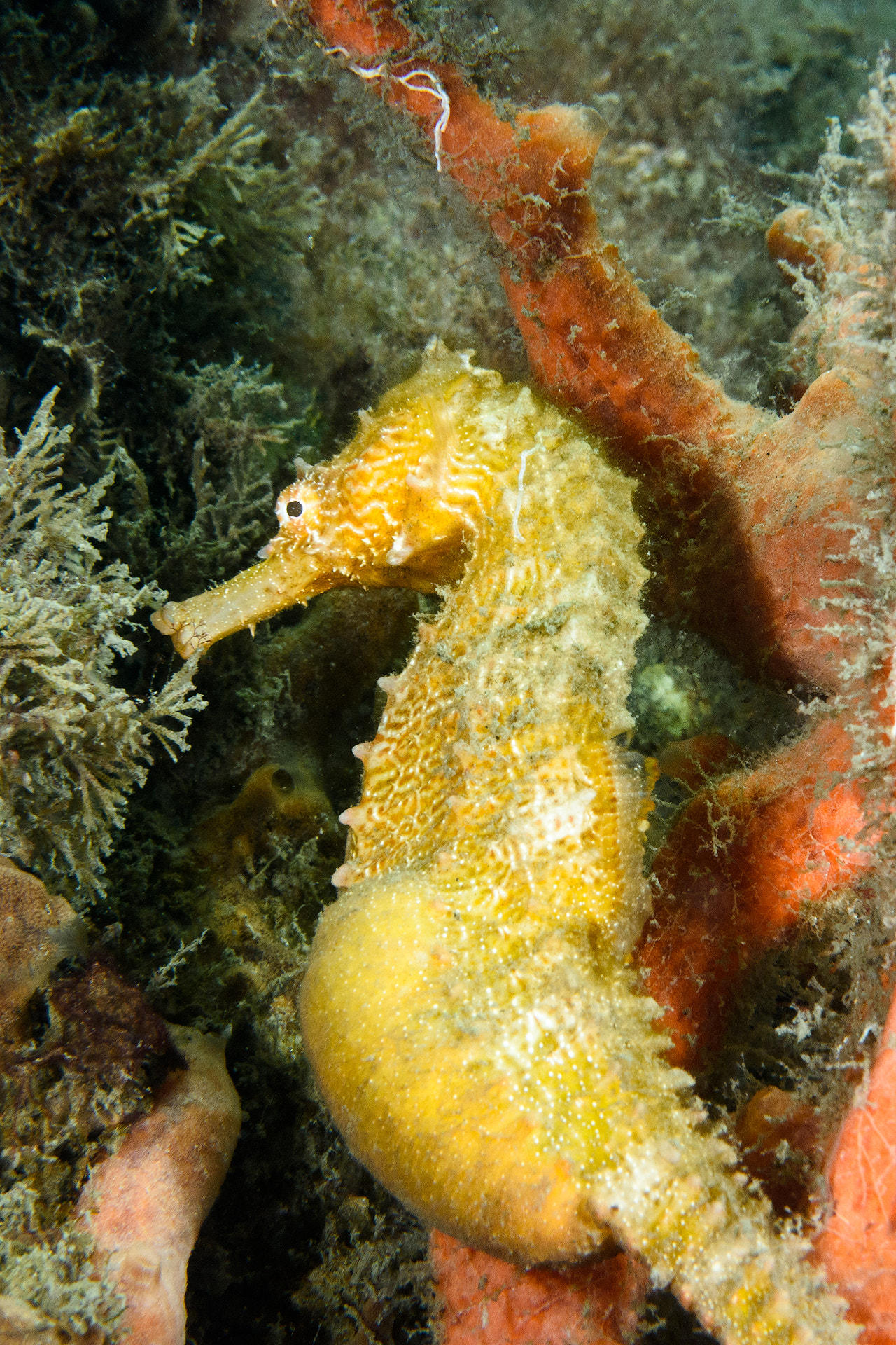 Nikon AF-S Micro-Nikkor 60mm F2.8G ED sample photo. Longsnout seahorse photography