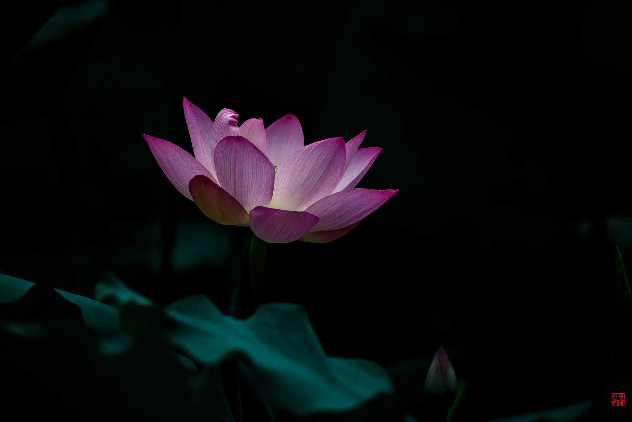 Canon EF 400mm F5.6L USM sample photo