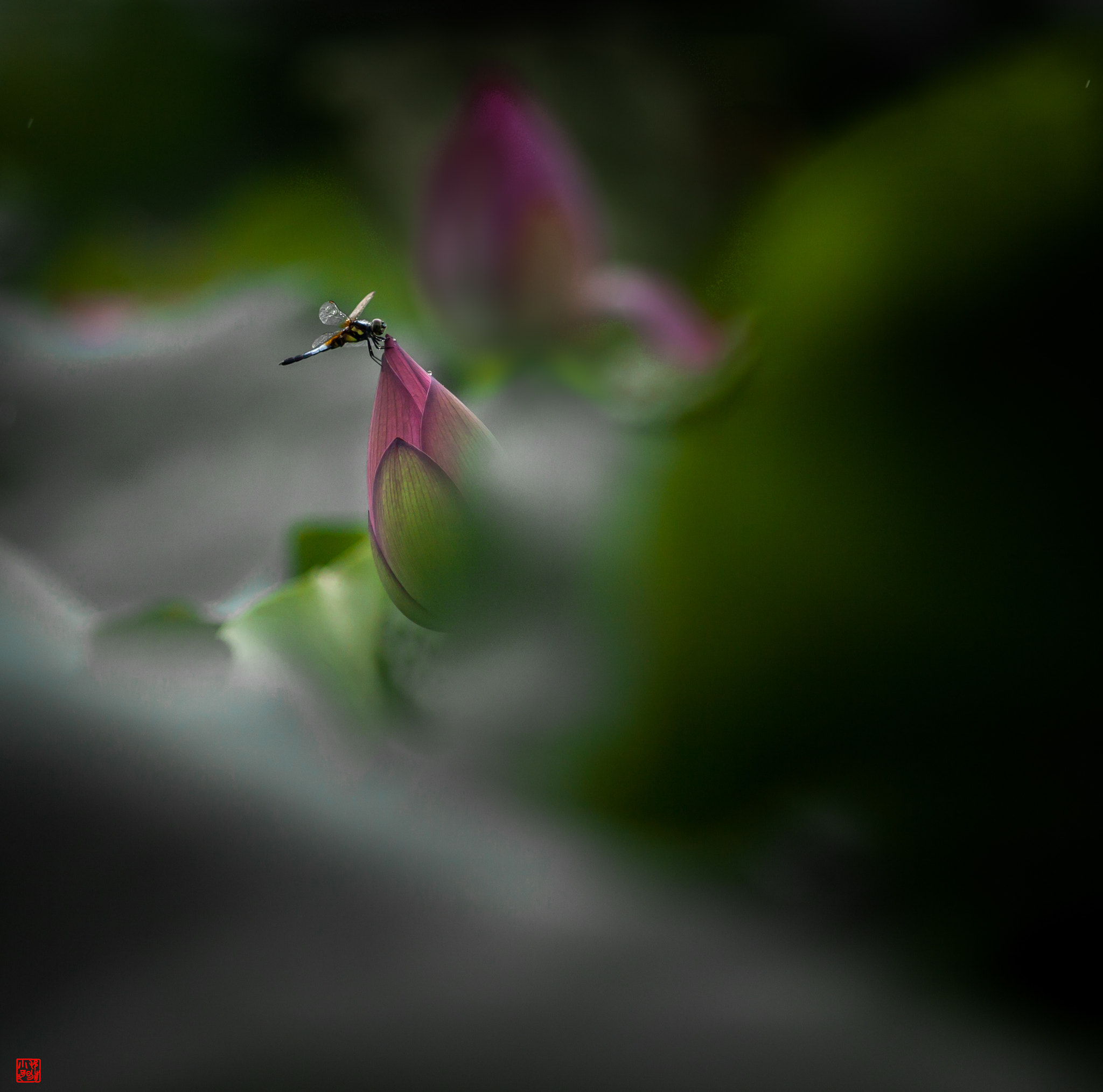 Canon EF 200mm F2.8L II USM sample photo