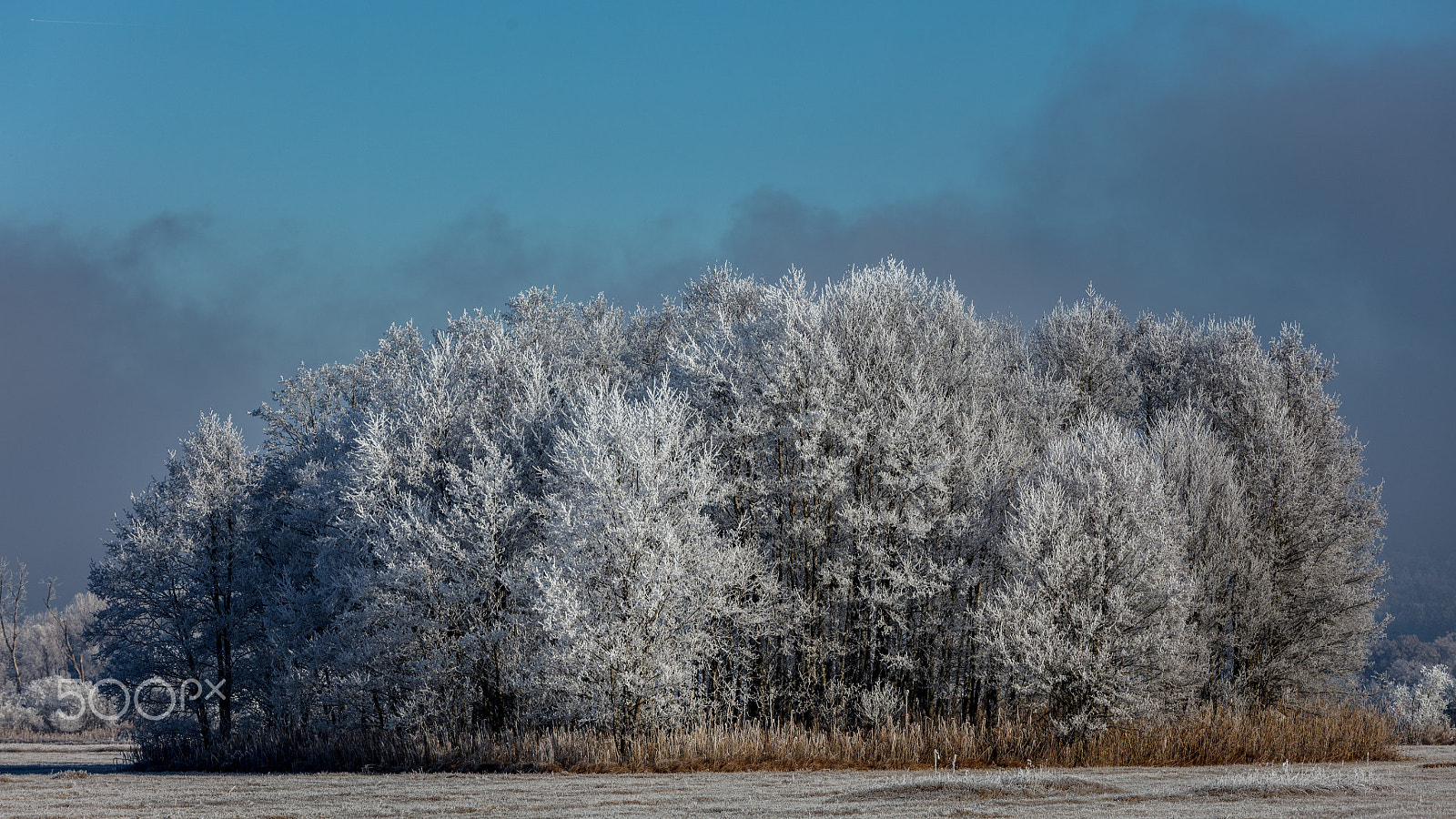 Canon EF 70-200mm F4L IS USM sample photo. 霜森 - frost woods photography