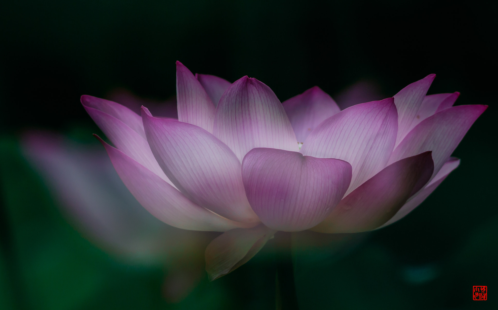 Canon EF 400mm F5.6L USM sample photo