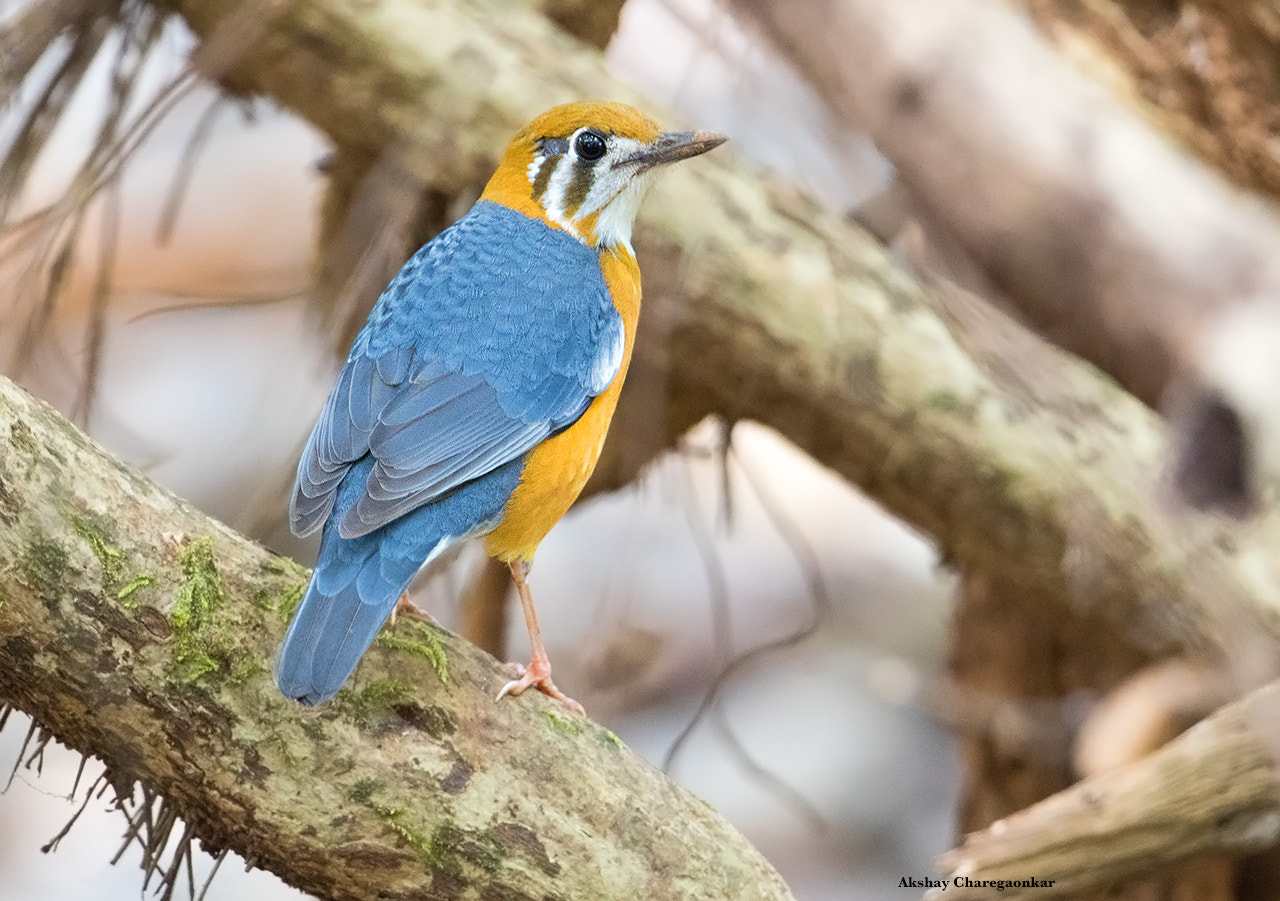 Canon EOS 7D Mark II + Canon EF 300mm F2.8L IS II USM sample photo. Orange headed thrush photography