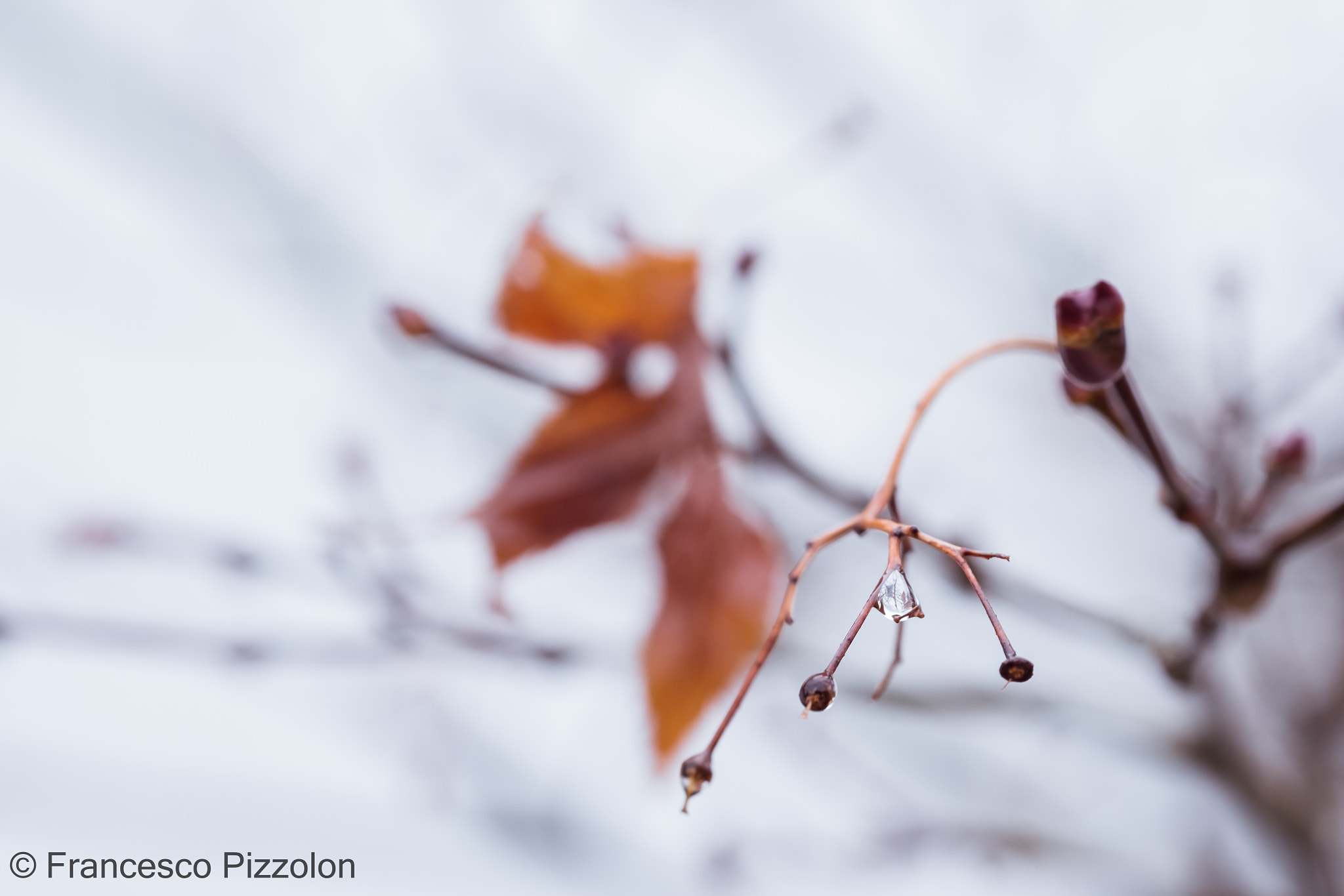 Fujifilm X-T10 + Fujifilm XF 60mm F2.4 R Macro sample photo. Orange photography