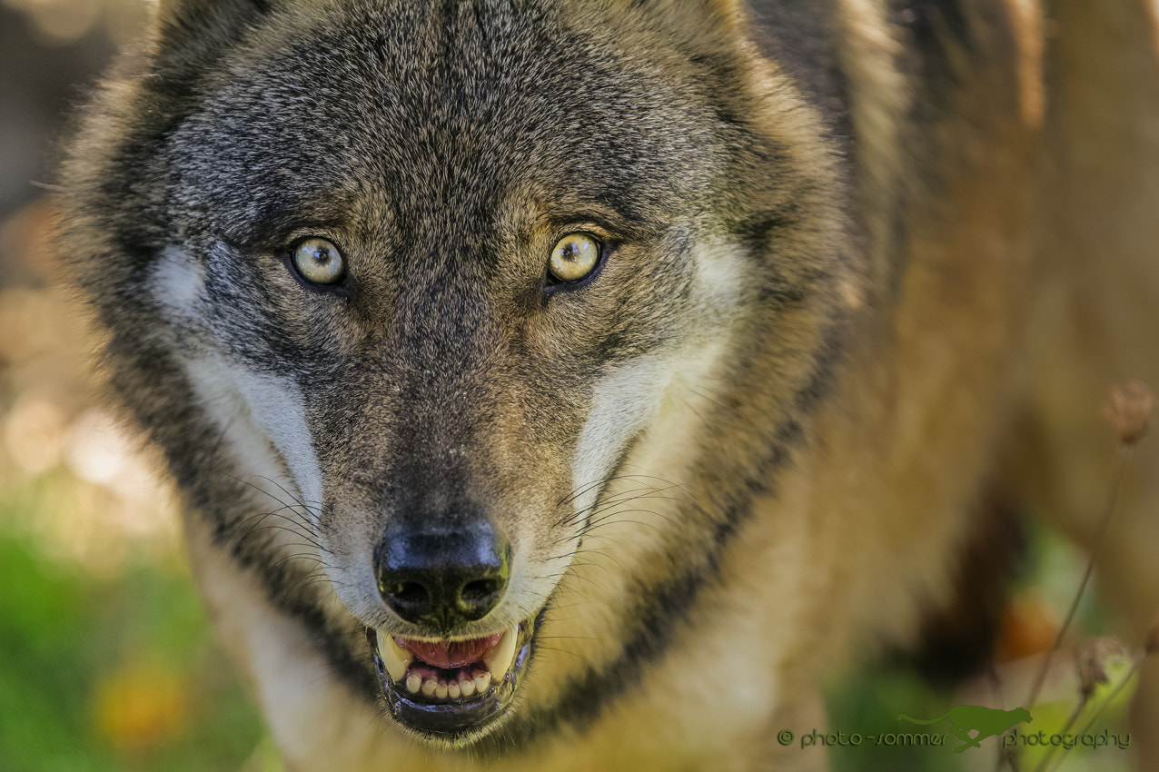 Canon EF 300mm F2.8L IS USM sample photo. Wolf photography