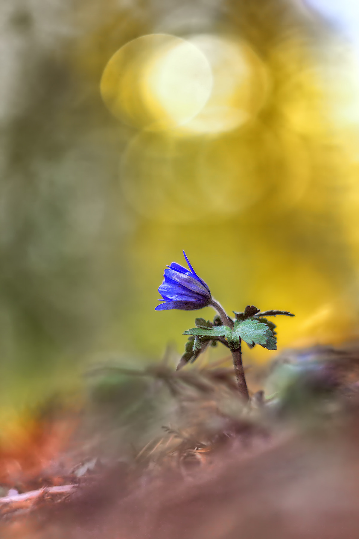 Canon EF 35-80mm f/4-5.6 sample photo. Anemone nemorosa photography