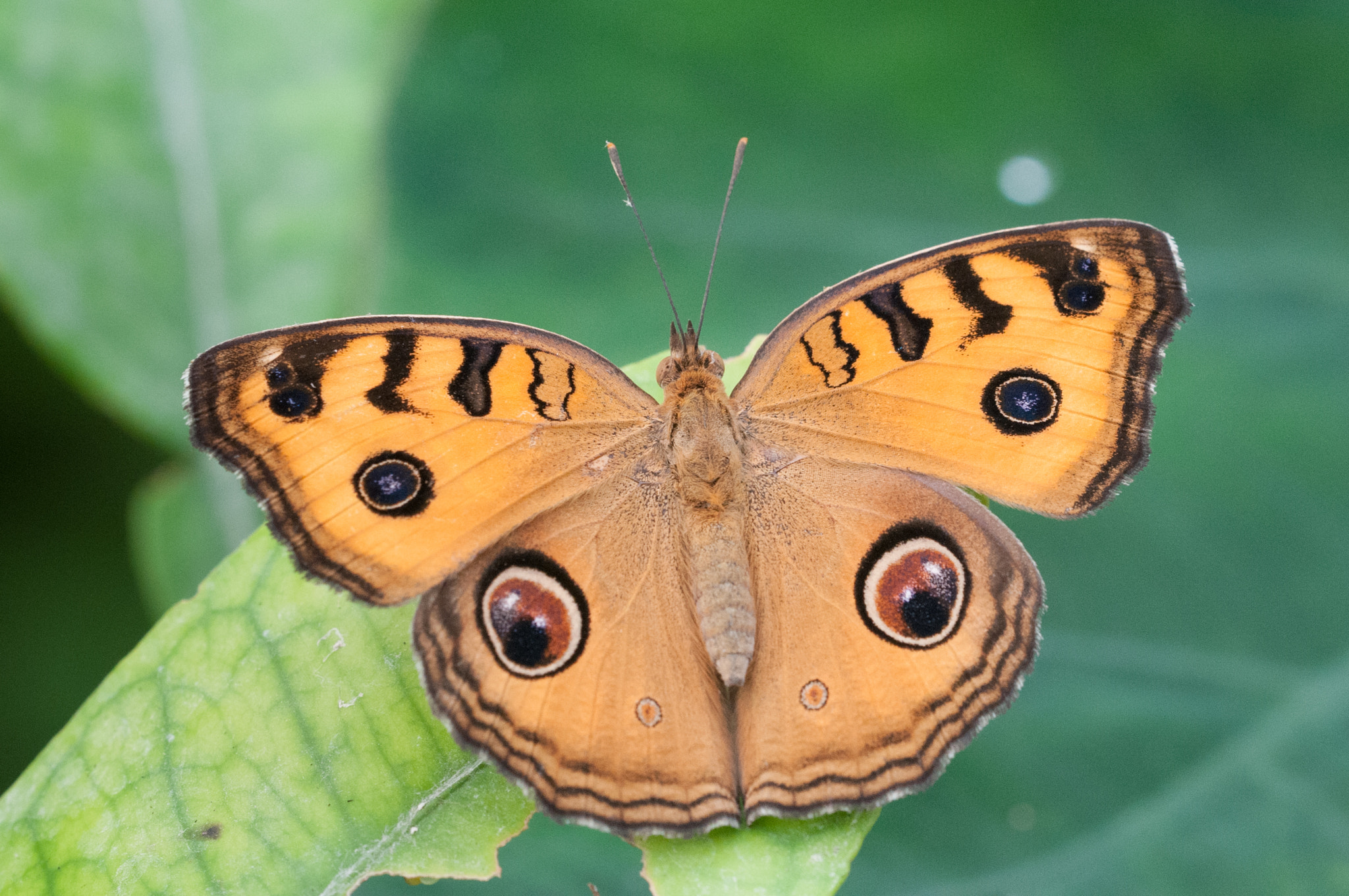 Sigma 150mm F2.8 EX DG OS Macro HSM sample photo. Junonia almana photography