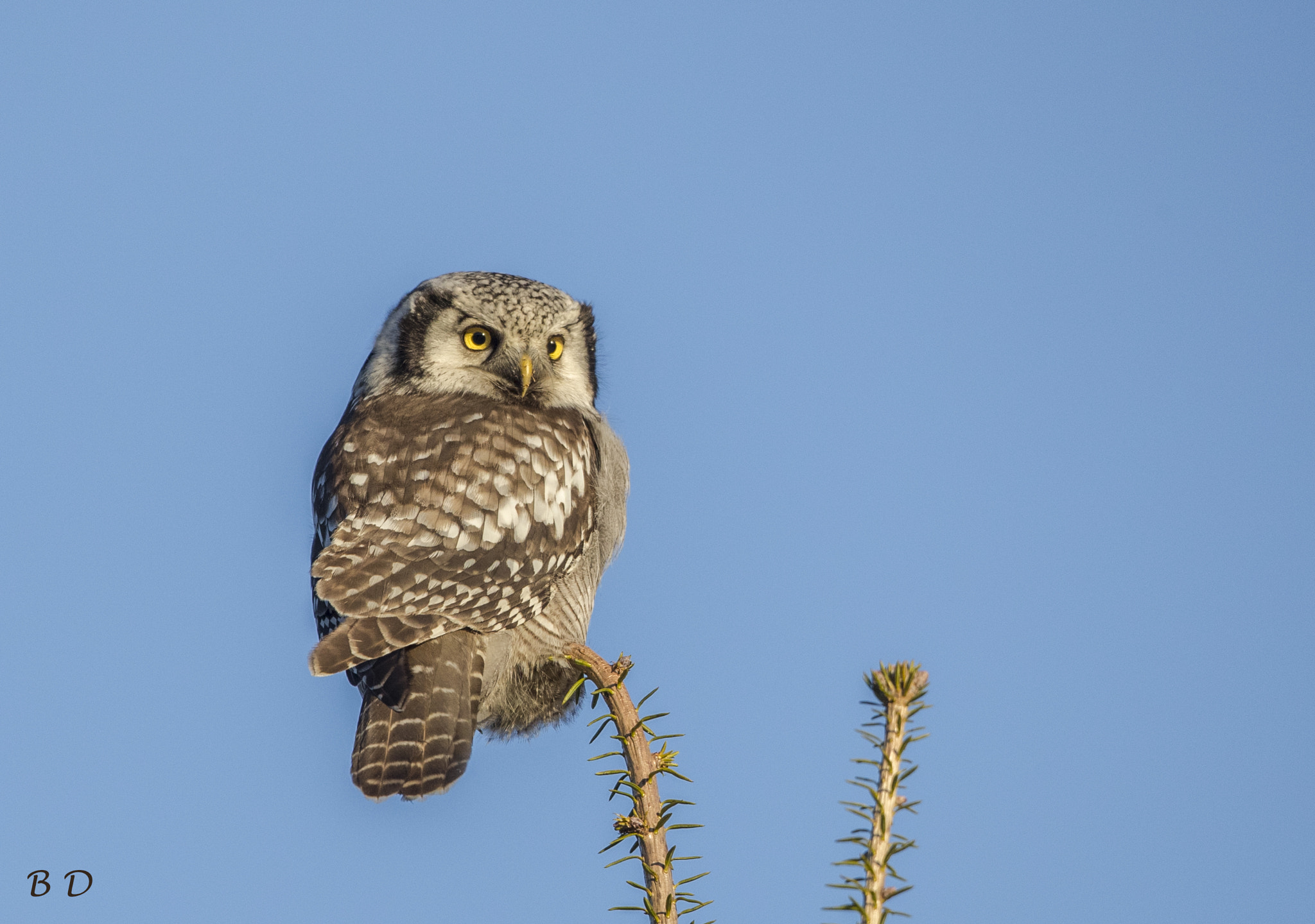 Canon EF 500mm F4L IS USM sample photo. Hawk owl photography