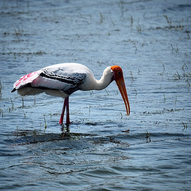 Nikon D300S sample photo. Patience! the hunt is on!! photography