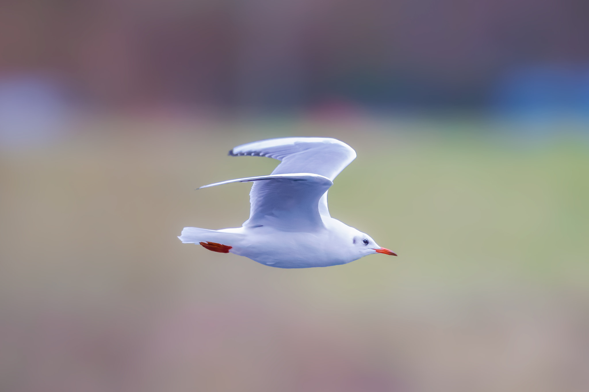 Canon EF 400mm F2.8L IS II USM sample photo. Seagull... photography