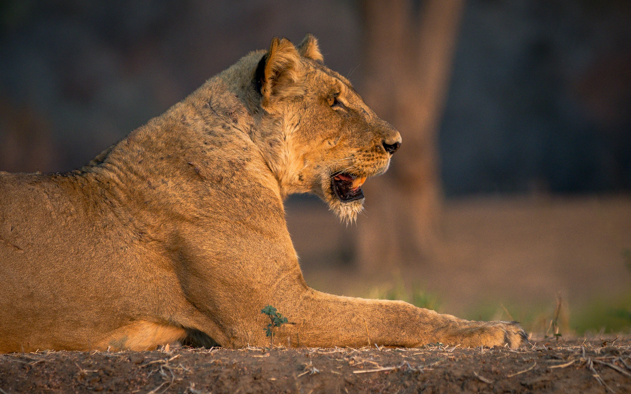 Olympus OM-D E-M1 sample photo. Lioness photography