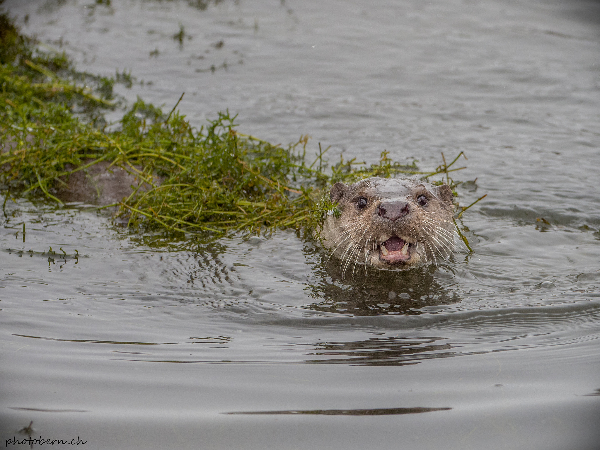 Olympus OM-D E-M1 Mark II + OLYMPUS M.300mm F4.0 sample photo. Fischotter photography