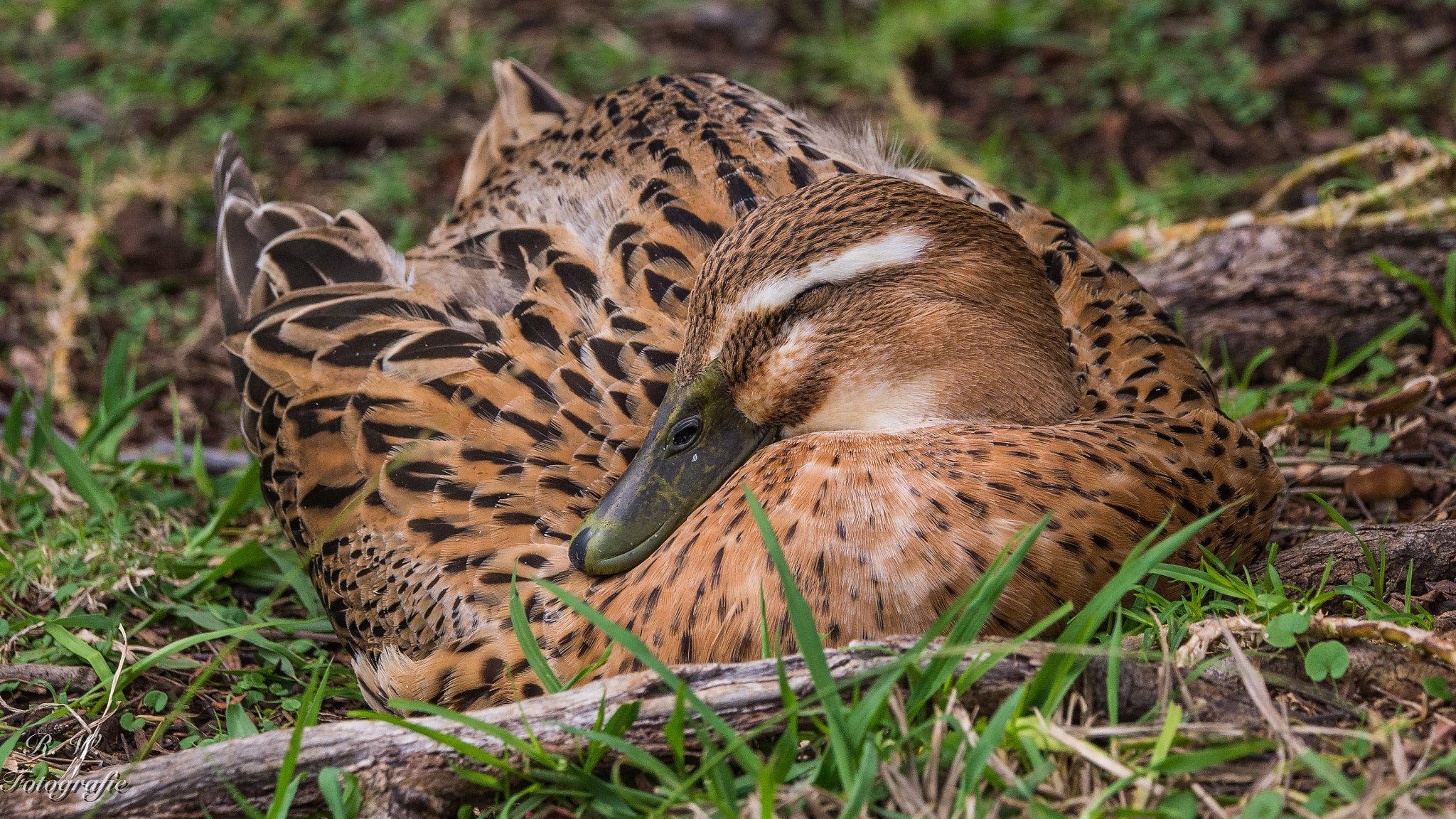 LEICA DG 100-400/F4.0-6.3 sample photo. Sleeping photography
