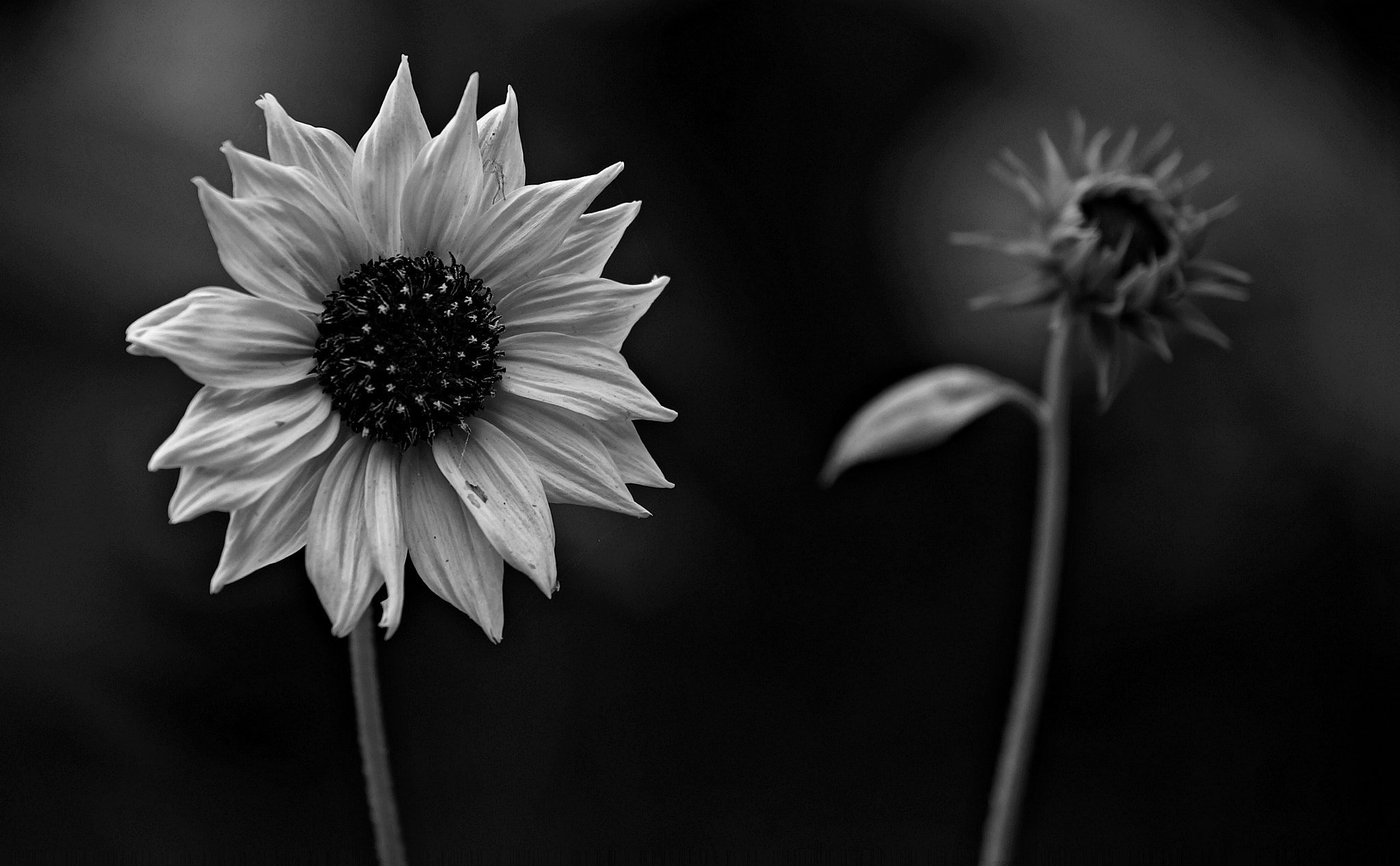 Sony DT 55-200mm F4-5.6 SAM sample photo. We all grow! photography