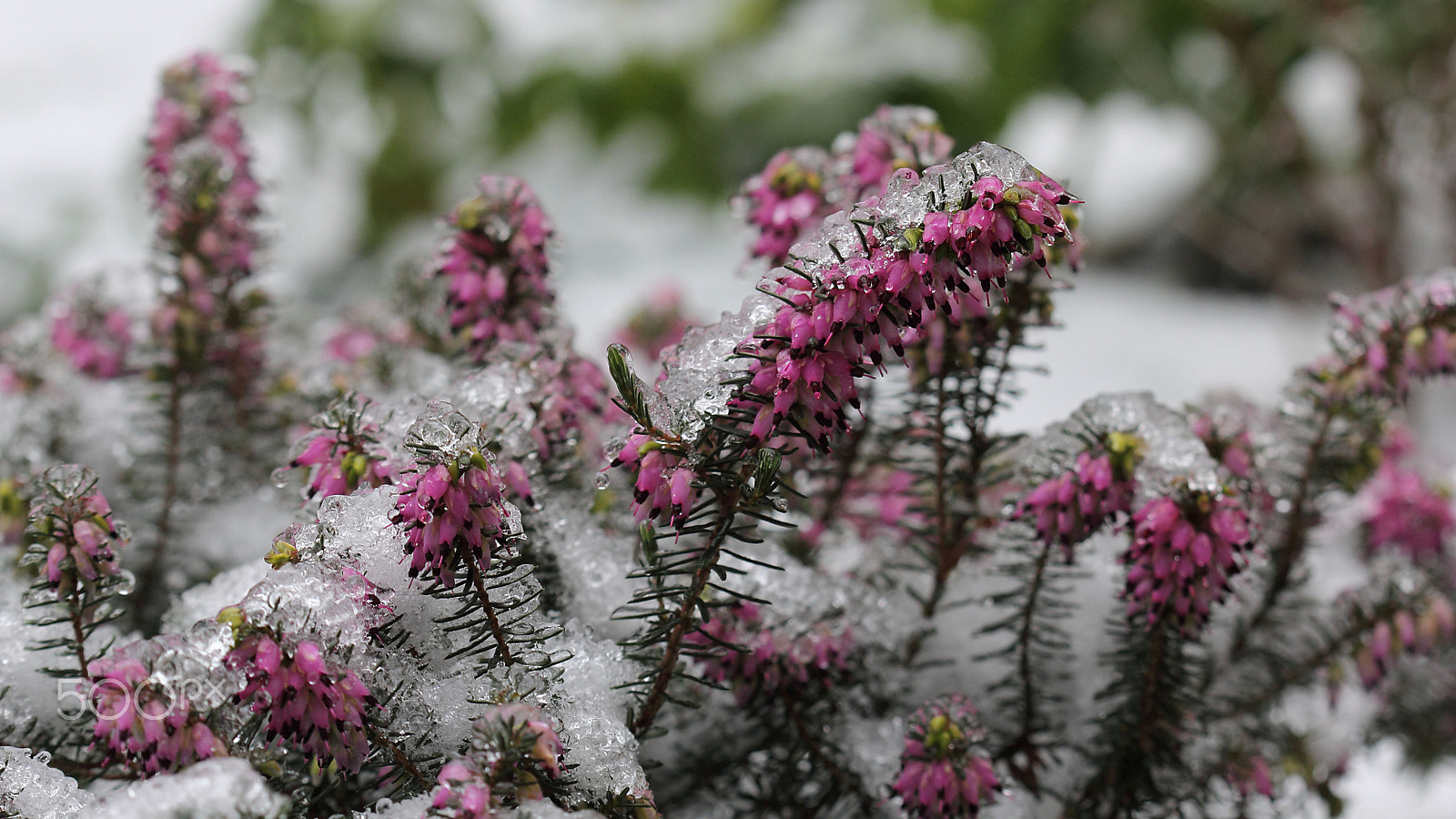 Canon EOS 60D + Canon EF 100mm F2.8 Macro USM sample photo. Frozen photography