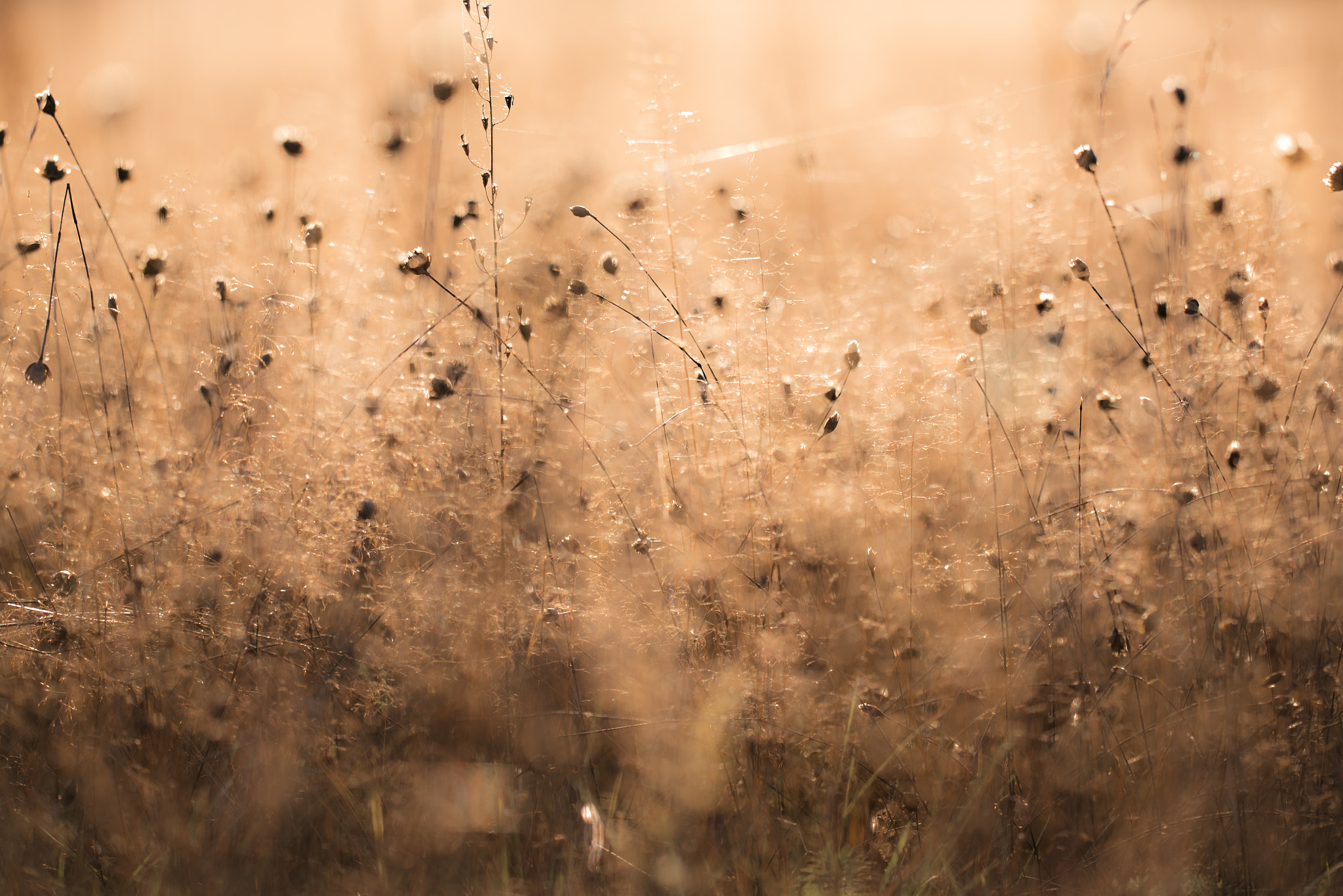 Sigma 150mm F2.8 EX DG OS Macro HSM sample photo. Grass photography