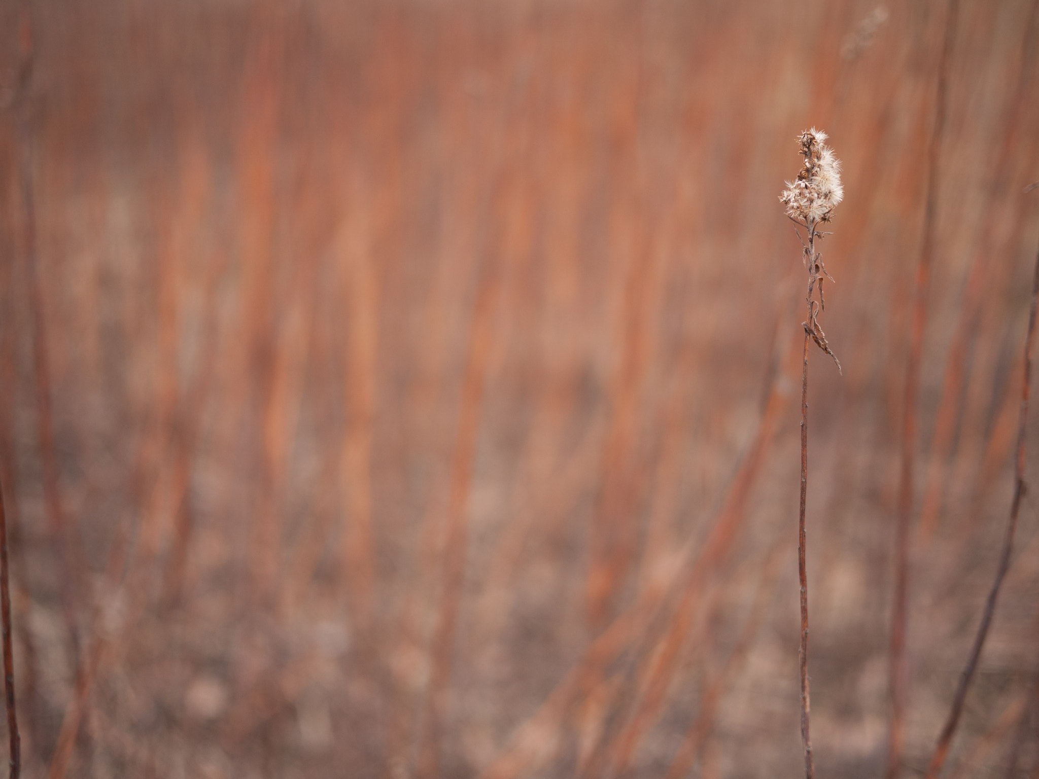 Panasonic Lumix DMC-GF1 sample photo. Rusty shrub painting photography