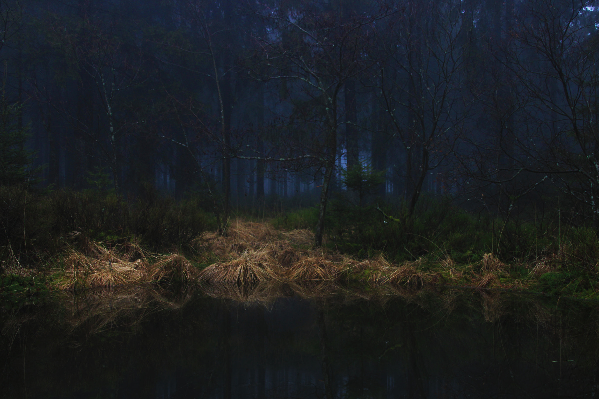 Canon EOS 600D (Rebel EOS T3i / EOS Kiss X5) + Canon TS-E 90mm F2.8 Tilt-Shift sample photo. Mysterious forest photography