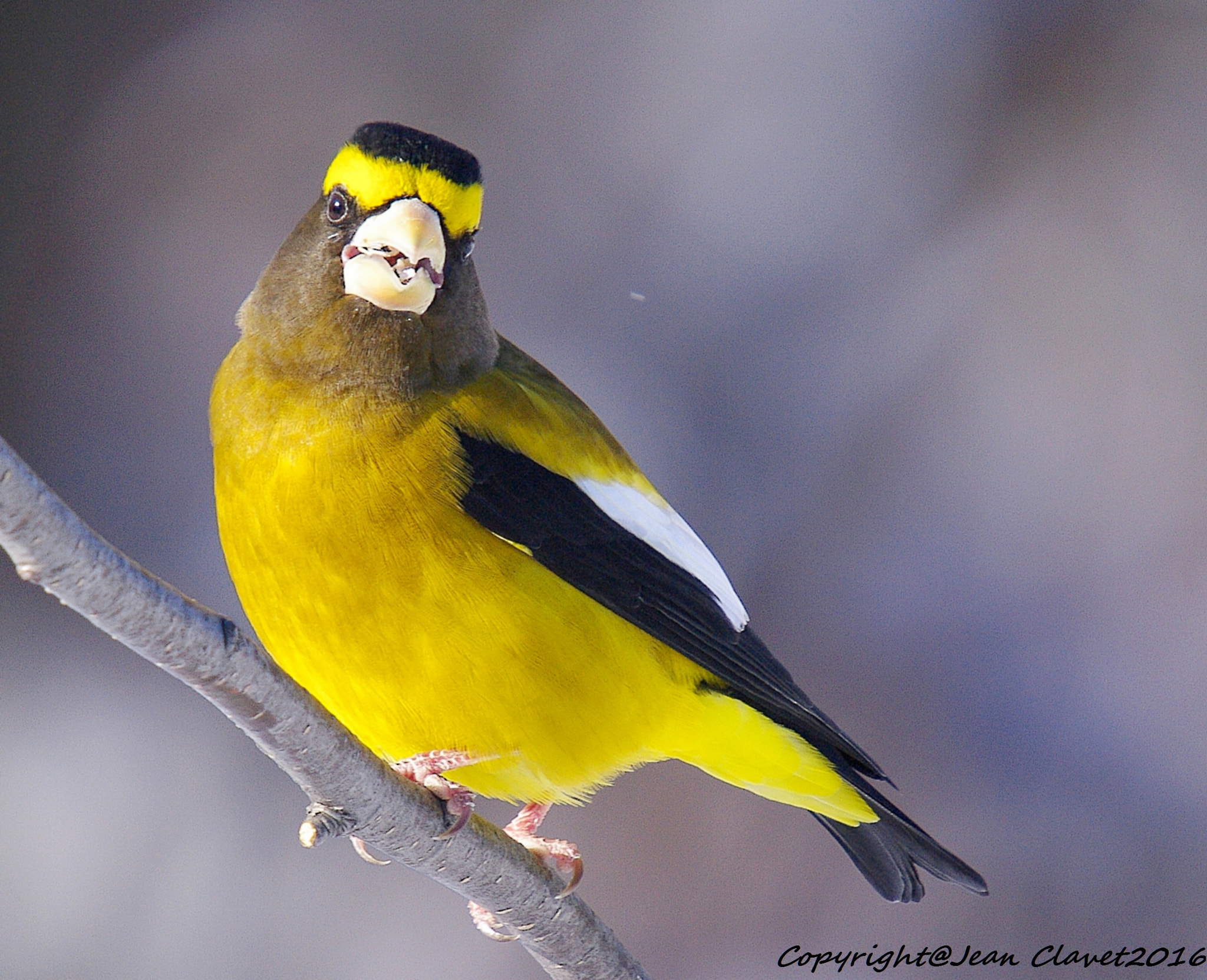 Pentax K-7 + Sigma sample photo. Gros bec errant/ evening grosbeak photography