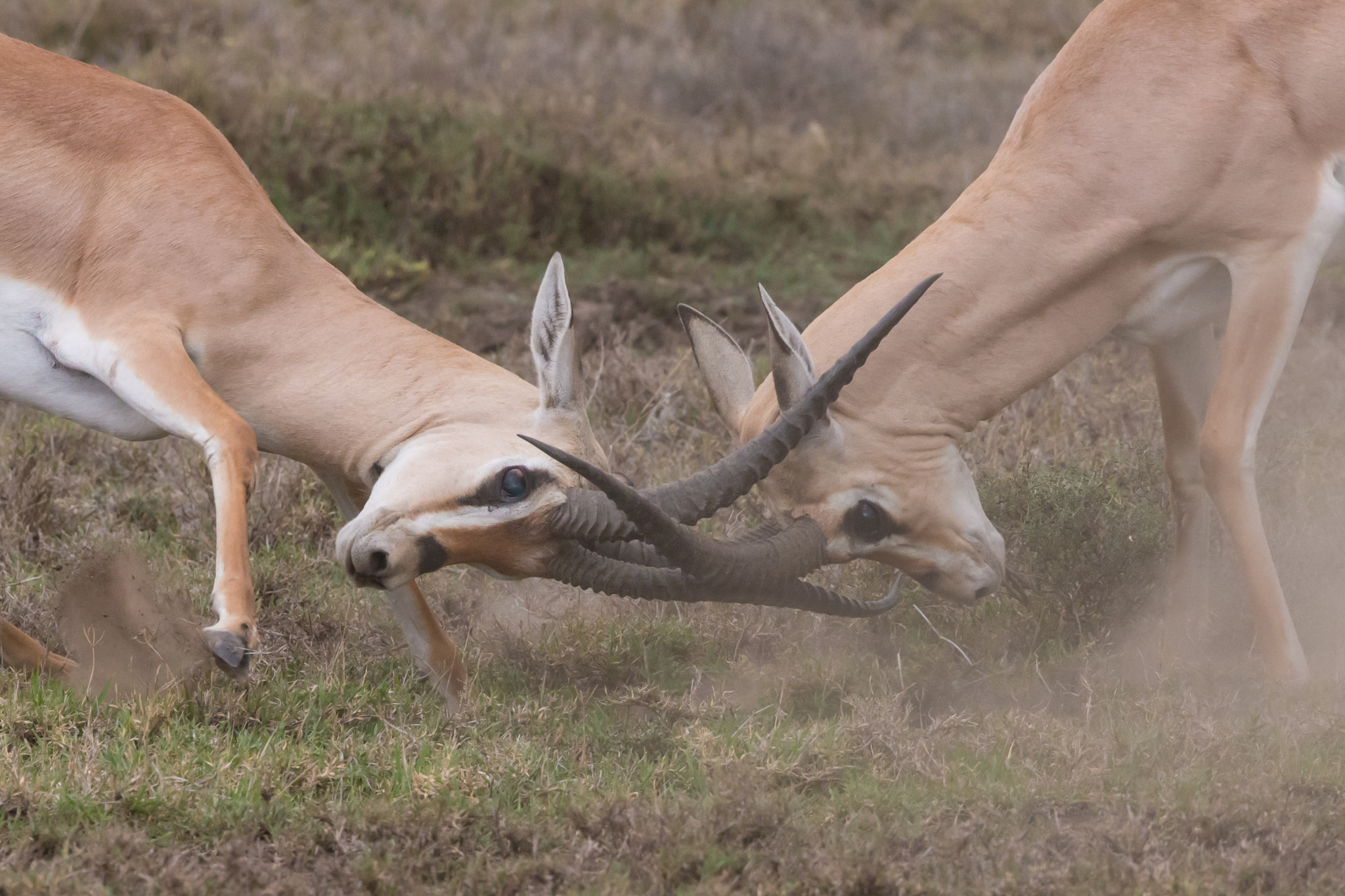 Canon EF 400mm F4 DO IS II USM sample photo. Alpha male contest photography