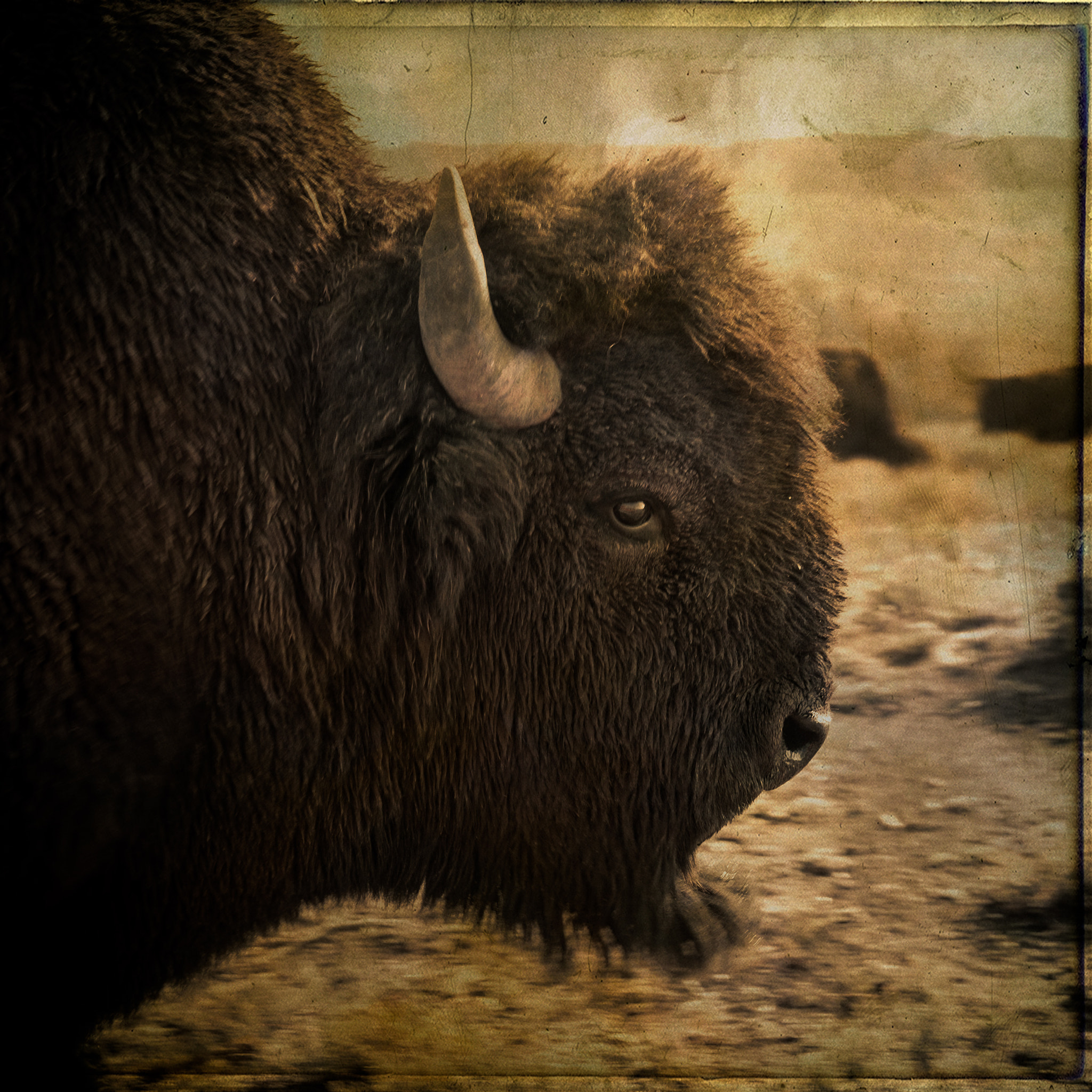 Nikon D3S sample photo. Bull bison wyoming  photography