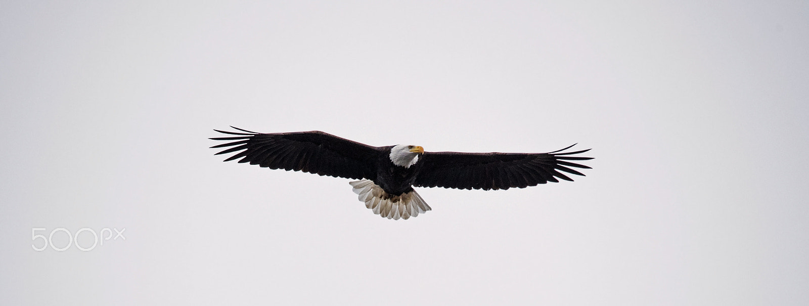 Sigma 150-500mm F5-6.3 DG OS HSM sample photo. Flying photography