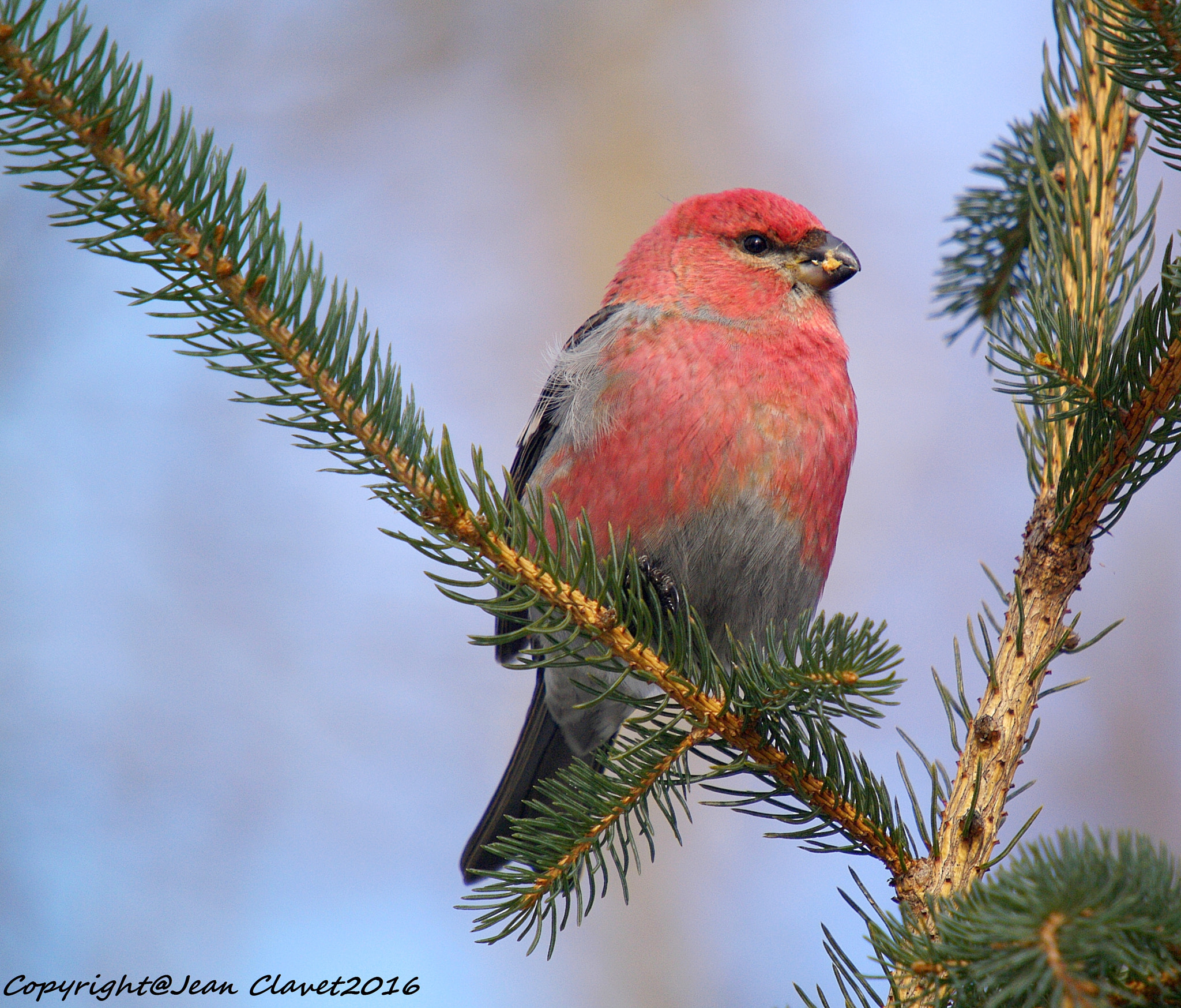 Pentax K-7 + Sigma sample photo. Durbec des sapins mâle/ pine grosbeak photography