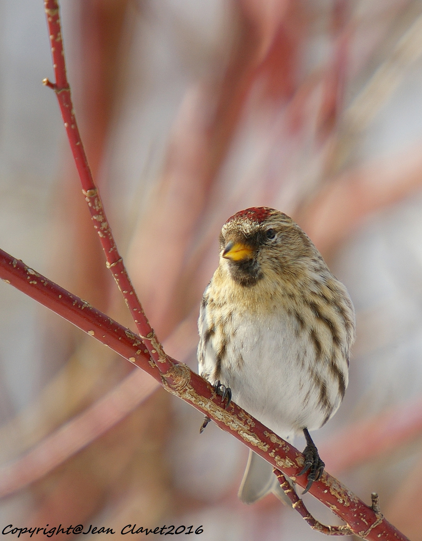 Pentax K100D sample photo. Sizerin flammé/ common redpoll photography