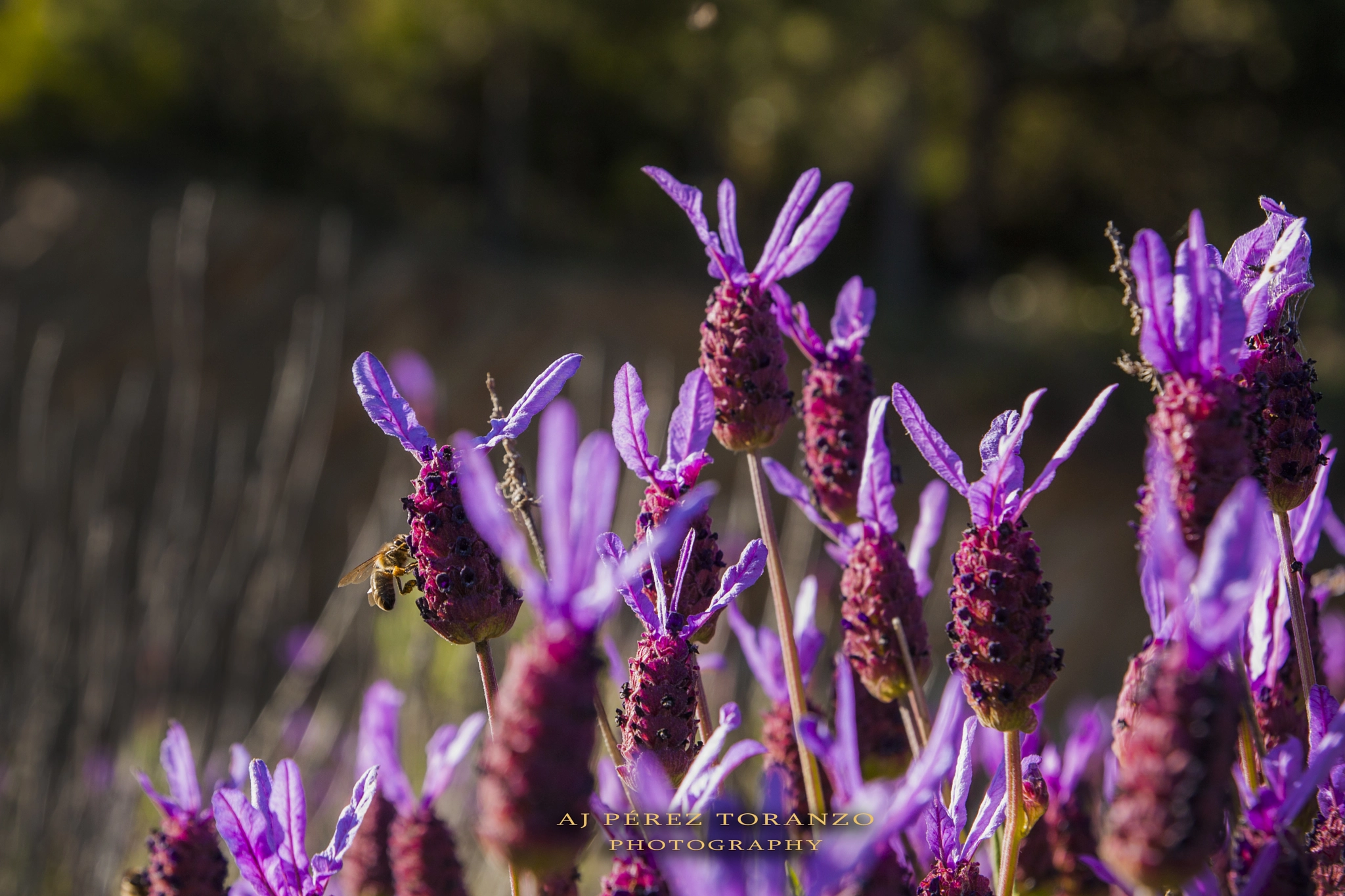 Canon EF-S 17-55mm F2.8 IS USM sample photo. En flor photography