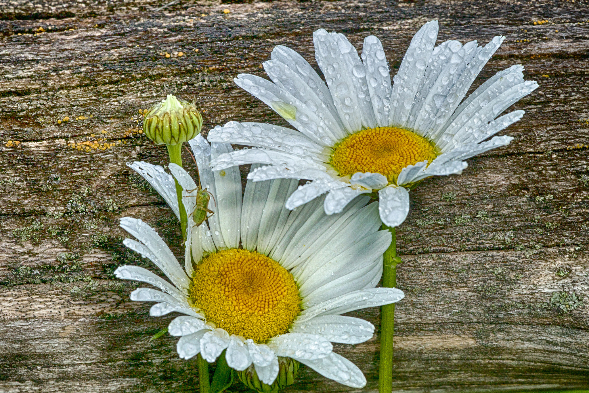 Sigma APO Macro 150mm f/2.8 EX DG HSM sample photo. Ox-eye daisy photography
