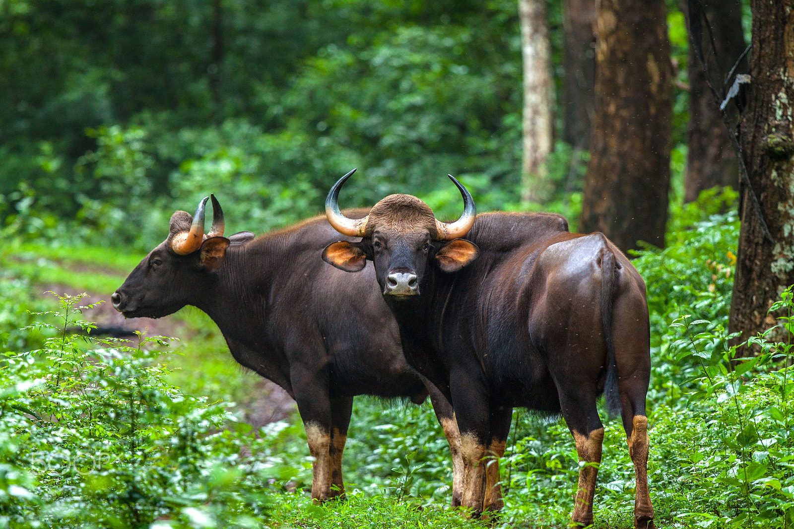 Canon EOS 500D (EOS Rebel T1i / EOS Kiss X3) sample photo. Indian bison \ gaur photography