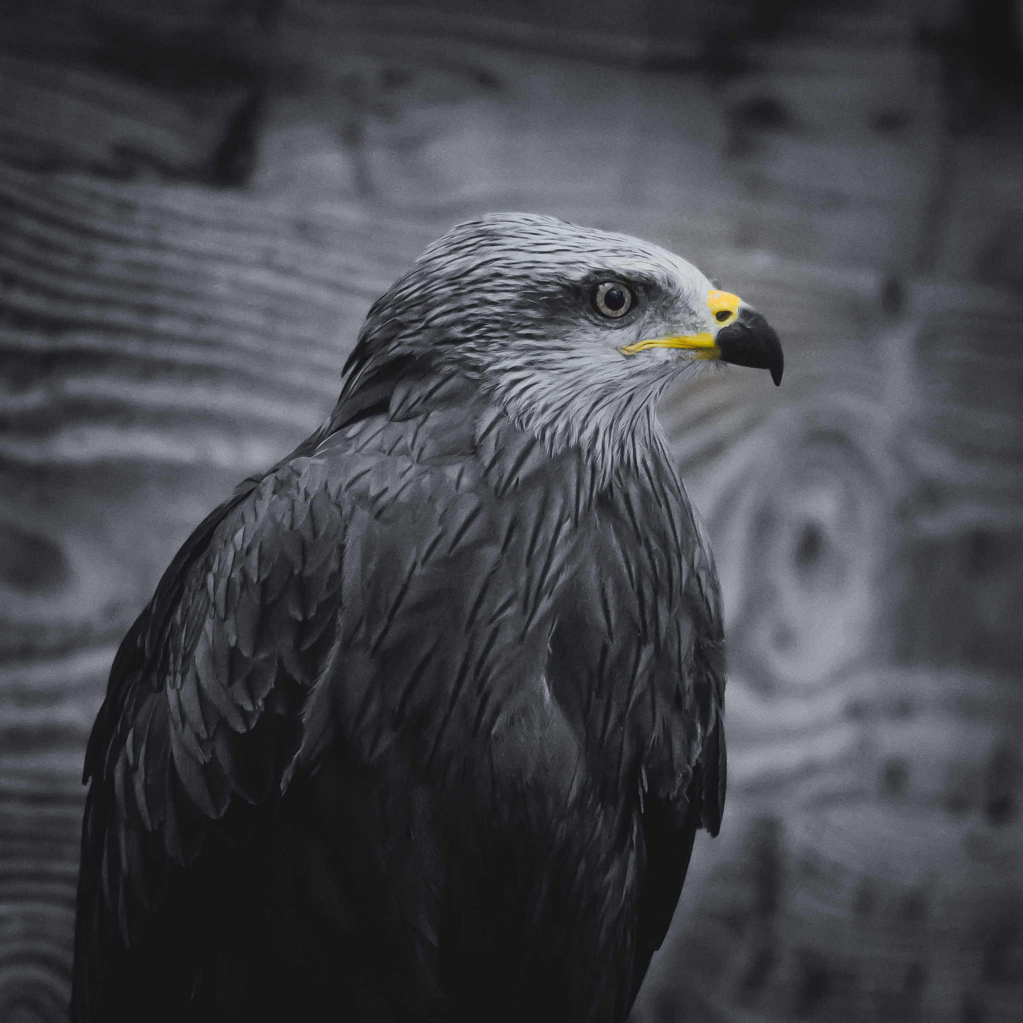 Sony SLT-A77 sample photo. Black kite. photography