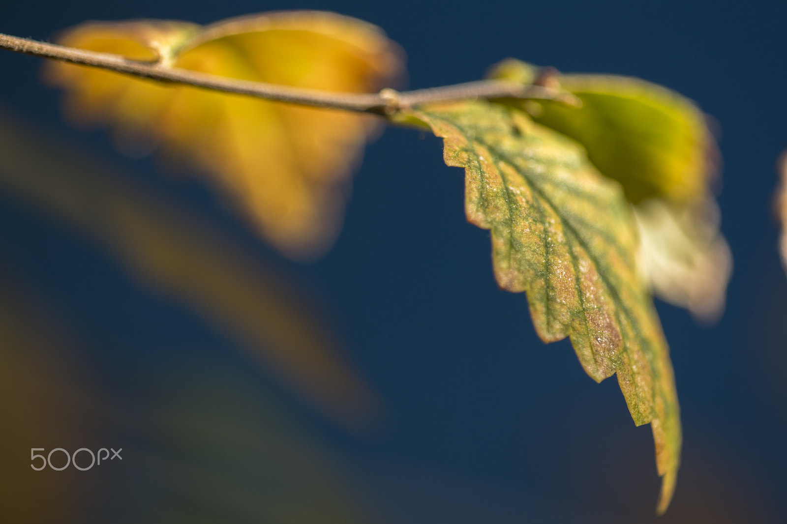 Sigma 150mm F2.8 EX DG Macro HSM sample photo. Leaves on blue photography