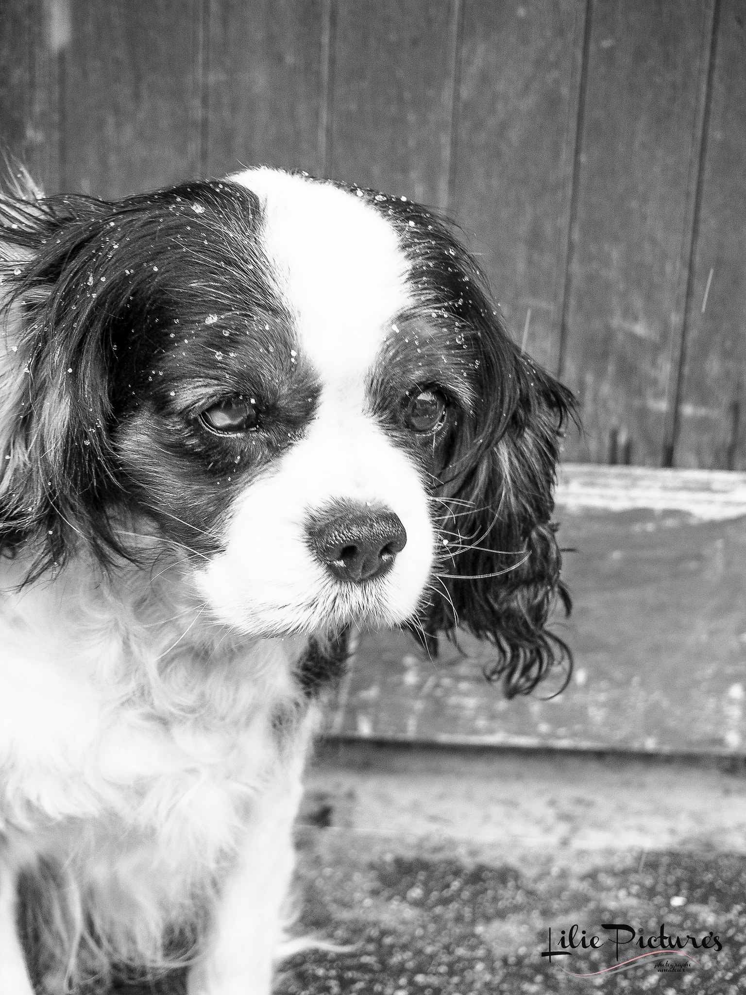 Olympus M.Zuiko Digital 14-42mm F3.5-5.6 II R sample photo. Cavalier king charles photography