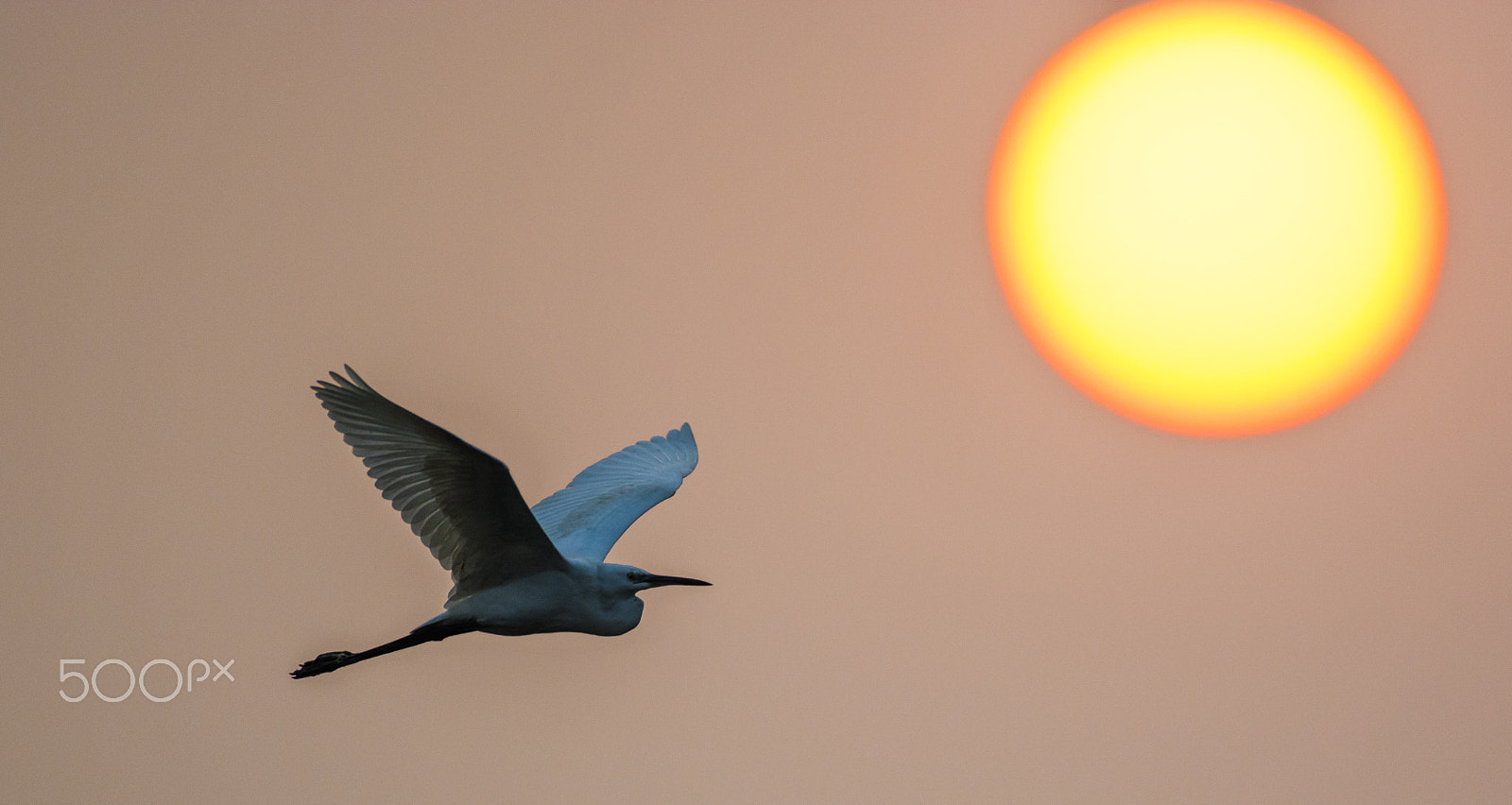 Nikon AF-S Nikkor 200-500mm F5.6E ED VR sample photo. Flying high photography