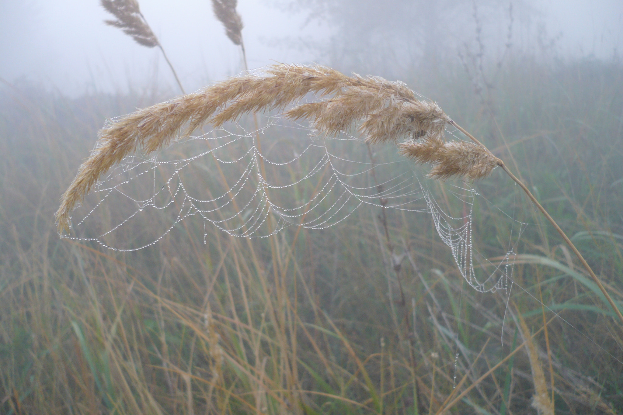 Panasonic DMC-LS75 sample photo. Cold morning photography