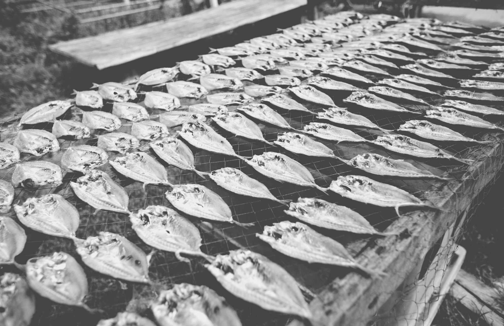 Canon EOS-1Ds Mark III sample photo. Dried fish photography