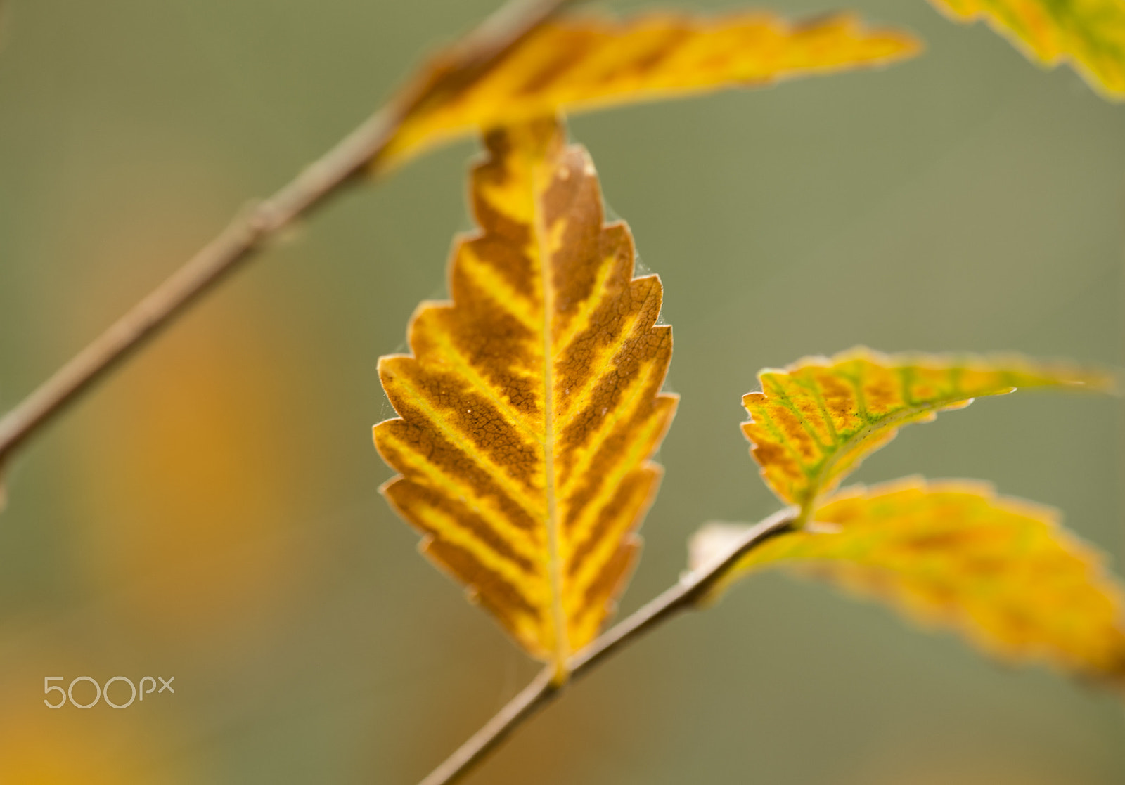 Nikon D3300 + Sigma 150mm F2.8 EX DG Macro HSM sample photo. Leaves #2 photography