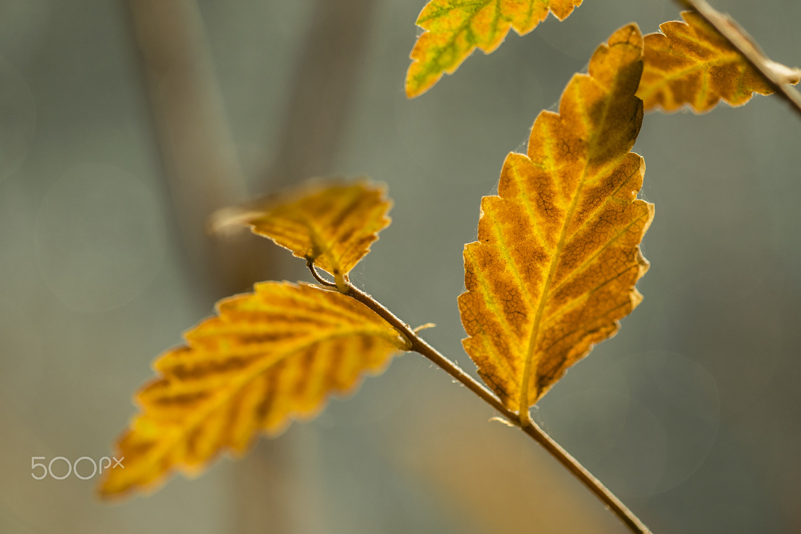 Nikon D3300 + Sigma 150mm F2.8 EX DG Macro HSM sample photo. Leaves #3 photography