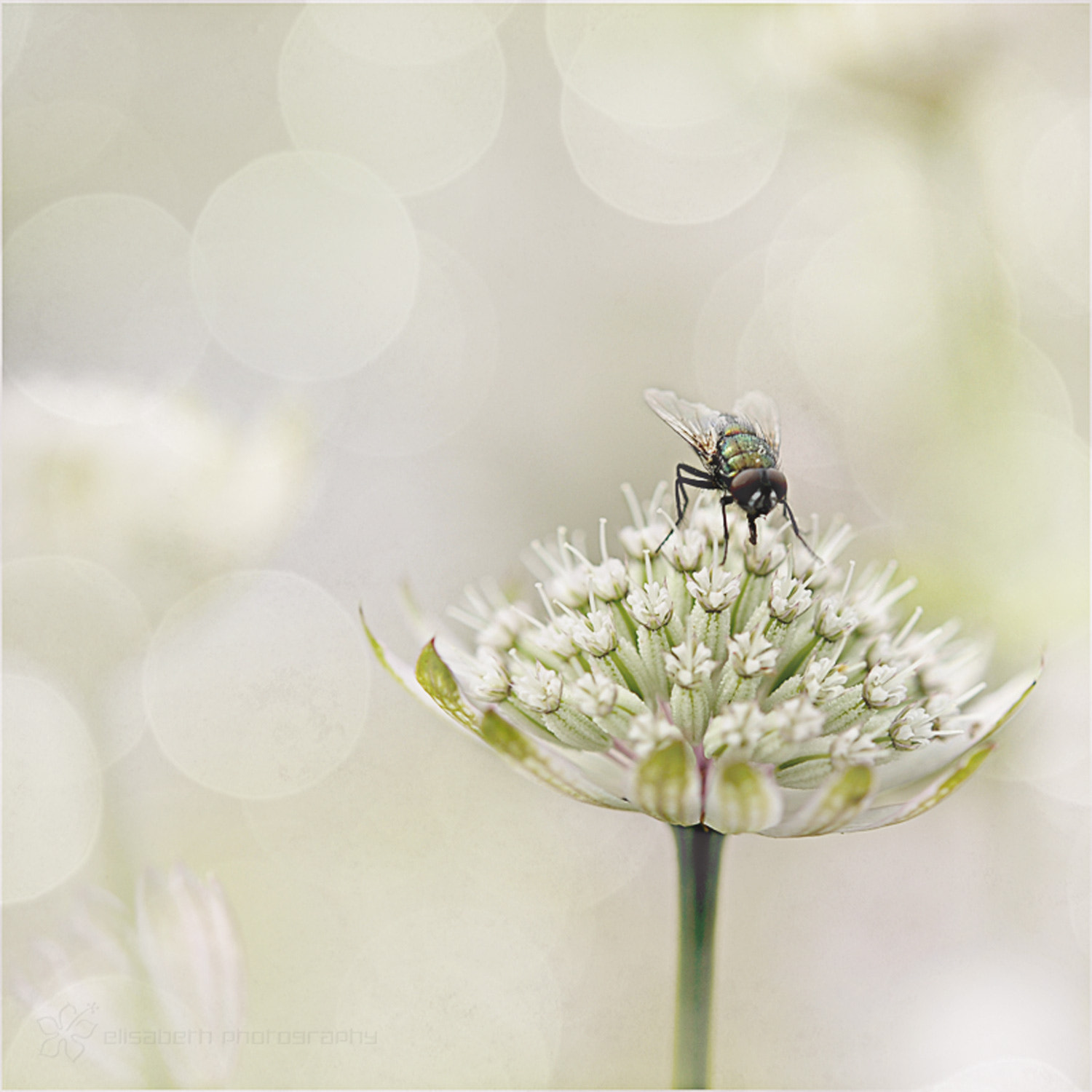 Nikon AF-S Micro-Nikkor 60mm F2.8G ED sample photo. Happiness often sneaks in through a door you didn't open photography