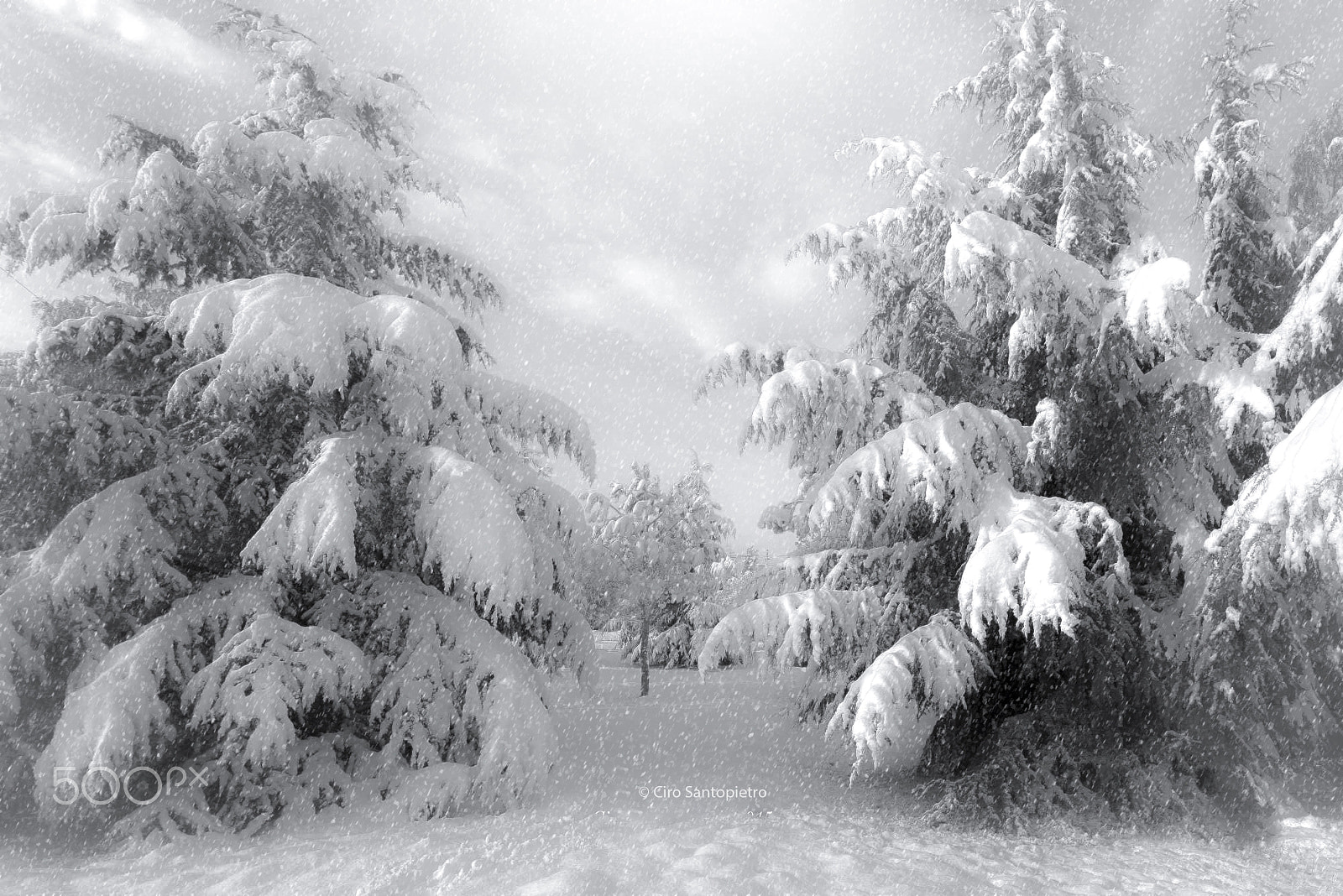 Samyang 14mm F2.8 ED AS IF UMC sample photo. After a stupendous snowfall photography