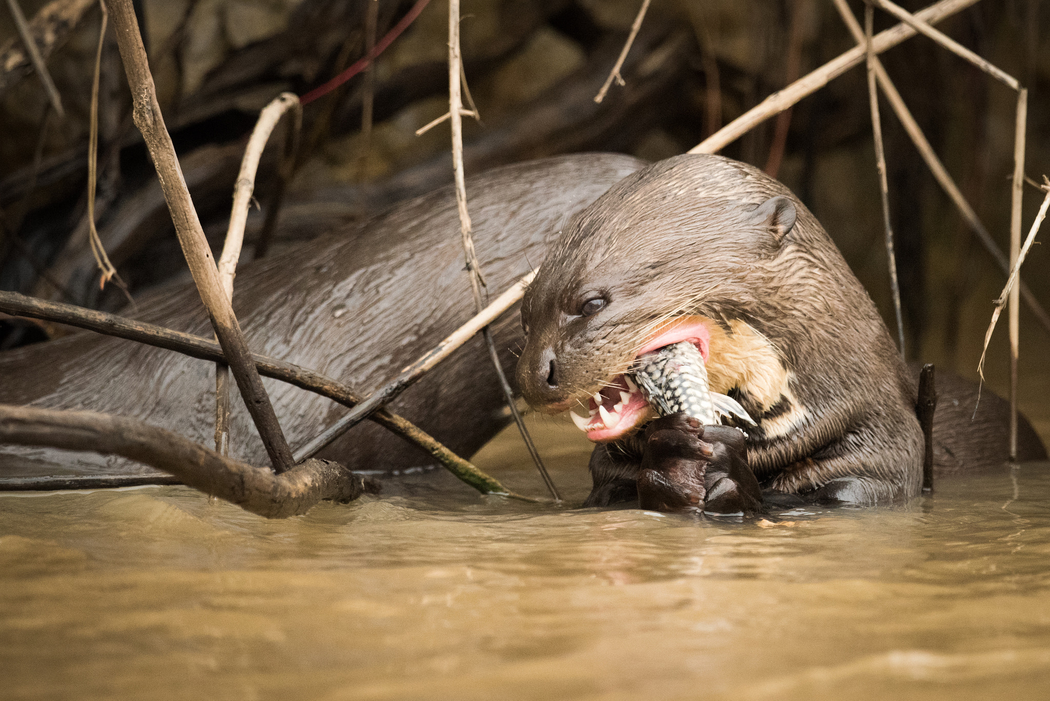 Nikon D810 sample photo. Giant river otter eating fish in reeds photography