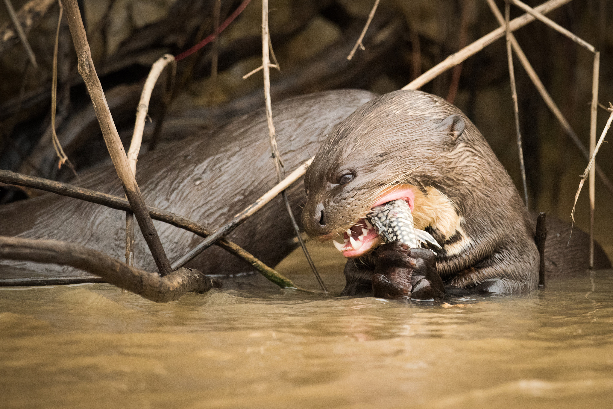 Nikon AF-S Nikkor 800mm F5.6E FL ED VR sample photo. Giant river otter eating fish in reeds photography