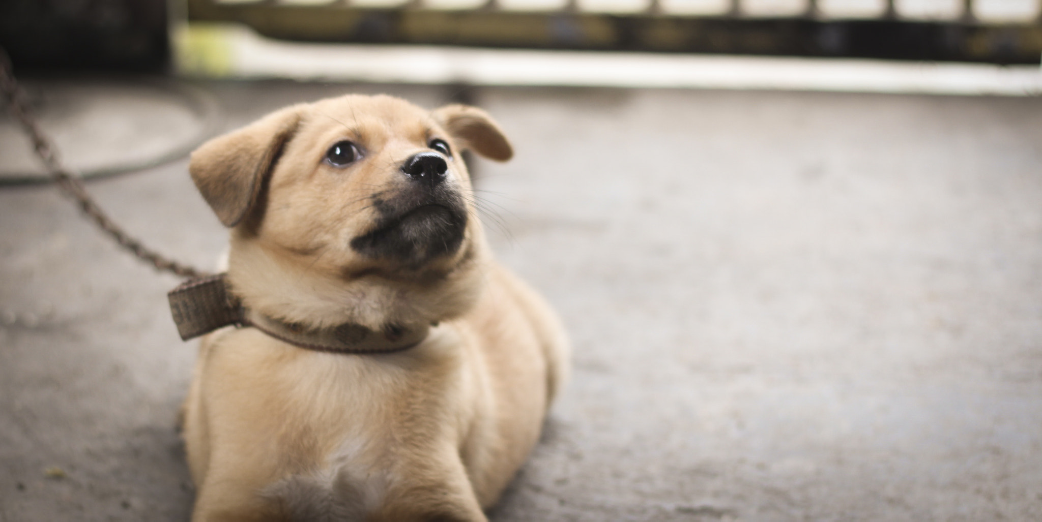 Canon EOS 700D (EOS Rebel T5i / EOS Kiss X7i) + Canon EF 50mm F1.8 II sample photo. Dog thinking photography