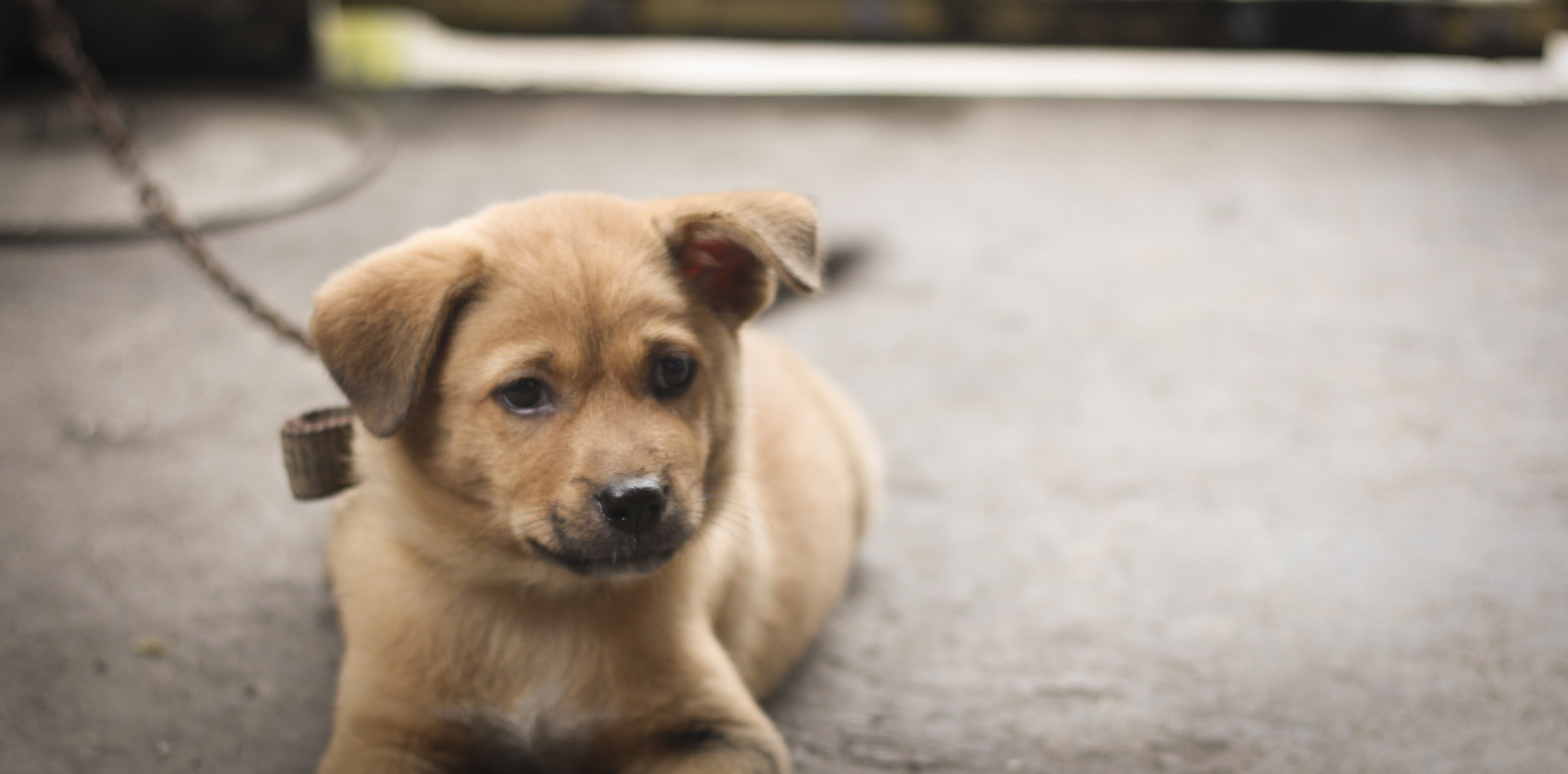 Canon EOS 700D (EOS Rebel T5i / EOS Kiss X7i) + Canon EF 50mm F1.8 II sample photo. Dog thinking photography