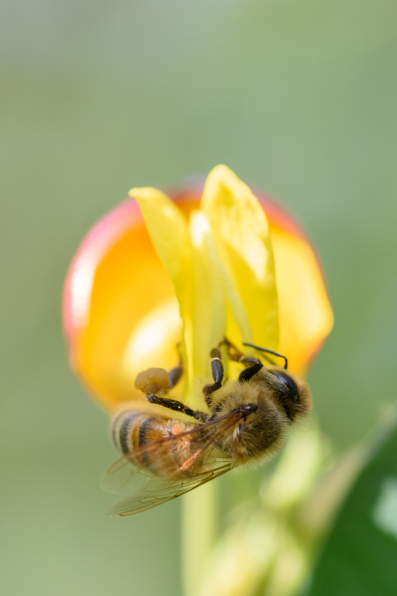 Nikon D750 + Tokina AT-X Pro 100mm F2.8 Macro sample photo. Pollination  photography