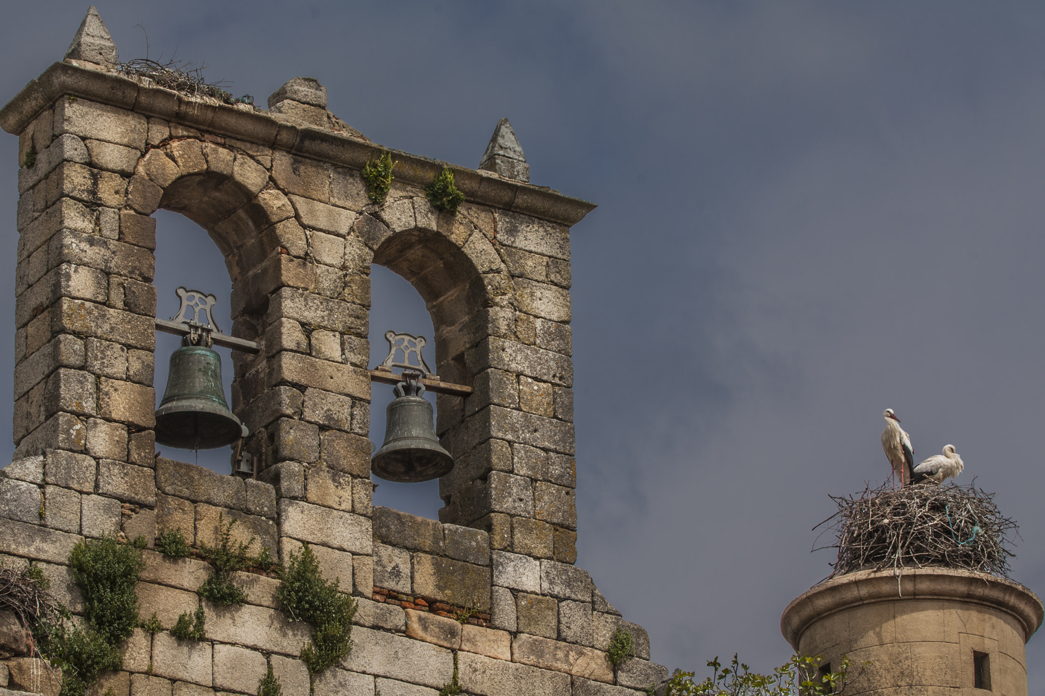 Canon EF 100-400mm F4.5-5.6L IS USM sample photo. Espadaña en zarza la mayor photography